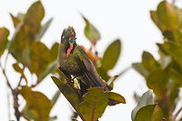 Rainbow-bearded thornbill - front, La Cocha We attended the Páramo at La Cocha, with two particular birds on the wishlist. The Chestnut-bellied cotinga was on top of the list for its rarity. Occurring only above 3,100m asl in a very restricted range. We tried hard, but never found it, no sign of it at all. Luckily, we did find #2 on the list, the Rainbow-bearded Thornbill. Still fairly rare, and a whole lot more beautiful if you ask me.<br />
<br />
Like all thornbills, it is characterized by its very short bill and relatively large size. But that is obviously not the characteristic that comes to mind when seeing this bird, it's the epic rainbow beard of the male. It is a bird of display and pride, as well as aggression. The male does not tolerate other males, nor does it tolerate any other hummingbird species at all. <br />
<br />
We found this one by playback, a method we use in moderation, only in special scenarios. The observation lasted a few minutes. The bird was perfectly aware of us, yet seemed to ignore us. It was obsessively looking around to find the source of that other male's song (our playback). Only when approaching too close, would it relocate. We could approach it at about 7-10m with care, any closer was not comfortable for the bird.<br />
<br />
They occur slightly below the Páramo (2700m) up to the lower Páramo zone (called Subpáramo). This observation was at 3,500m asl. <br />
<br />
They feed on both nectar and insects. Although we did not see this behavior, for insects they forage on the ground, toss the insect into the air, and then catch it in mid-air. Or, they directly fly at insects with the bill open, like flycatchers.<br />
<br />
https://www.jungledragon.com/image/75881/rainbow-bearded_thornbill_-_sideview_la_cocha.html<br />
https://www.jungledragon.com/image/75882/rainbow-bearded_thornbill_-_closeup_la_cocha.html<br />
https://www.jungledragon.com/image/75883/rainbow-bearded_thornbill_-_ii_la_cocha.html<br />
https://www.jungledragon.com/image/75884/rainbow-bearded_thornbill_la_cocha_pramo_colombia.html Chalcostigma herrani,Colombia,Colombia 2018,Colombia South,Fall,Geotagged,La Cocha,Nariño,Páramo,Rainbow-bearded thornbill,South America,World