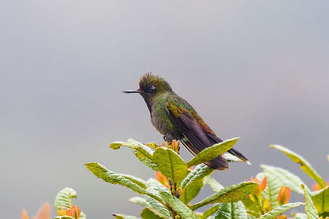 Rainbow-bearded thornbill - sideview, La Cocha We attended the Páramo at La Cocha, with two particular birds on the wishlist. The Chestnut-bellied cotinga was on top of the list for its rarity. Occurring only above 3,100m asl in a very restricted range. We tried hard, but never found it, no sign of it at all. Luckily, we did find #2 on the list, the Rainbow-bearded Thornbill. Still fairly rare, and a whole lot more beautiful if you ask me.

Like all thornbills, it is characterized by its very short bill and relatively large size. But that is obviously not the characteristic that comes to mind when seeing this bird, it's the epic rainbow beard of the male. It is a bird of display and pride, as well as aggression. The male does not tolerate other males, nor does it tolerate any other hummingbird species at all. 

We found this one by playback, a method we use in moderation, only in special scenarios. The observation lasted a few minutes. The bird was perfectly aware of us, yet seemed to ignore us. It was obsessively looking around to find the source of that other male's song (our playback). Only when approaching too close, would it relocate. We could approach it at about 7-10m with care, any closer was not comfortable for the bird.

They occur slightly below the Páramo (2700m) up to the lower Páramo zone (called Subpáramo). This observation was at 3,500m asl. 

They feed on both nectar and insects. Although we did not see this behavior, for insects they forage on the ground, toss the insect into the air, and then catch it in mid-air. Or, they directly fly at insects with the bill open, like flycatchers.

https://www.jungledragon.com/image/75880/rainbow-bearded_thornbill_-_front_la_cocha.html
https://www.jungledragon.com/image/75882/rainbow-bearded_thornbill_-_closeup_la_cocha.html
https://www.jungledragon.com/image/75883/rainbow-bearded_thornbill_-_ii_la_cocha.html
https://www.jungledragon.com/image/75884/rainbow-bearded_thornbill_la_cocha_pramo_colombia.html Chalcostigma herrani,Colombia,Colombia 2018,Colombia South,Fall,Geotagged,La Cocha,Nariño,Páramo,Rainbow-bearded thornbill,South America,World