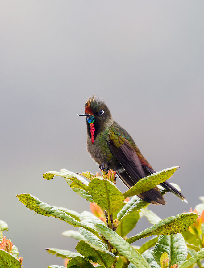 Rainbow-bearded thornbill - closeup, La Cocha We attended the P&aacute;ramo at La Cocha, with two particular birds on the wishlist. The Chestnut-bellied cotinga was on top of the list for its rarity. Occurring only above 3,100m asl in a very restricted range. We tried hard, but never found it, no sign of it at all. Luckily, we did find #2 on the list, the Rainbow-bearded Thornbill. Still fairly rare, and a whole lot more beautiful if you ask me.<br />
<br />
Like all thornbills, it is characterized by its very short bill and relatively large size. But that is obviously not the characteristic that comes to mind when seeing this bird, it&#039;s the epic rainbow beard of the male. It is a bird of display and pride, as well as aggression. The male does not tolerate other males, nor does it tolerate any other hummingbird species at all. <br />
<br />
We found this one by playback, a method we use in moderation, only in special scenarios. The observation lasted a few minutes. The bird was perfectly aware of us, yet seemed to ignore us. It was obsessively looking around to find the source of that other male&#039;s song (our playback). Only when approaching too close, would it relocate. We could approach it at about 7-10m with care, any closer was not comfortable for the bird.<br />
<br />
They occur slightly below the P&aacute;ramo (2700m) up to the lower P&aacute;ramo zone (called Subp&aacute;ramo). This observation was at 3,500m asl. <br />
<br />
They feed on both nectar and insects. Although we did not see this behavior, for insects they forage on the ground, toss the insect into the air, and then catch it in mid-air. Or, they directly fly at insects with the bill open, like flycatchers.<br />
<br />
<figure class="photo"><a href="https://www.jungledragon.com/image/75880/rainbow-bearded_thornbill_-_front_la_cocha.html" title="Rainbow-bearded thornbill - front, La Cocha"><img src="https://s3.amazonaws.com/media.jungledragon.com/images/2/75880_thumb.jpg?AWSAccessKeyId=05GMT0V3GWVNE7GGM1R2&Expires=1759968010&Signature=e1%2B%2FZikZYH1rbQYmvV99H8nafeE%3D" width="200" height="134" alt="Rainbow-bearded thornbill - front, La Cocha We attended the P&aacute;ramo at La Cocha, with two particular birds on the wishlist. The Chestnut-bellied cotinga was on top of the list for its rarity. Occurring only above 3,100m asl in a very restricted range. We tried hard, but never found it, no sign of it at all. Luckily, we did find #2 on the list, the Rainbow-bearded Thornbill. Still fairly rare, and a whole lot more beautiful if you ask me.<br />
<br />
Like all thornbills, it is characterized by its very short bill and relatively large size. But that is obviously not the characteristic that comes to mind when seeing this bird, it&#039;s the epic rainbow beard of the male. It is a bird of display and pride, as well as aggression. The male does not tolerate other males, nor does it tolerate any other hummingbird species at all. <br />
<br />
We found this one by playback, a method we use in moderation, only in special scenarios. The observation lasted a few minutes. The bird was perfectly aware of us, yet seemed to ignore us. It was obsessively looking around to find the source of that other male&#039;s song (our playback). Only when approaching too close, would it relocate. We could approach it at about 7-10m with care, any closer was not comfortable for the bird.<br />
<br />
They occur slightly below the P&aacute;ramo (2700m) up to the lower P&aacute;ramo zone (called Subp&aacute;ramo). This observation was at 3,500m asl. <br />
<br />
They feed on both nectar and insects. Although we did not see this behavior, for insects they forage on the ground, toss the insect into the air, and then catch it in mid-air. Or, they directly fly at insects with the bill open, like flycatchers.<br />
<br />
https://www.jungledragon.com/image/75881/rainbow-bearded_thornbill_-_sideview_la_cocha.html<br />
https://www.jungledragon.com/image/75882/rainbow-bearded_thornbill_-_closeup_la_cocha.html<br />
https://www.jungledragon.com/image/75883/rainbow-bearded_thornbill_-_ii_la_cocha.html<br />
https://www.jungledragon.com/image/75884/rainbow-bearded_thornbill_la_cocha_pramo_colombia.html Chalcostigma herrani,Colombia,Colombia 2018,Colombia South,Fall,Geotagged,La Cocha,Nari&ntilde;o,P&aacute;ramo,Rainbow-bearded thornbill,South America,World" /></a></figure><br />
<figure class="photo"><a href="https://www.jungledragon.com/image/75881/rainbow-bearded_thornbill_-_sideview_la_cocha.html" title="Rainbow-bearded thornbill - sideview, La Cocha"><img src="https://s3.amazonaws.com/media.jungledragon.com/images/2/75881_thumb.jpg?AWSAccessKeyId=05GMT0V3GWVNE7GGM1R2&Expires=1759968010&Signature=F6K3daJgFjdHOvoFfrCT%2BsYHHeU%3D" width="200" height="134" alt="Rainbow-bearded thornbill - sideview, La Cocha We attended the P&aacute;ramo at La Cocha, with two particular birds on the wishlist. The Chestnut-bellied cotinga was on top of the list for its rarity. Occurring only above 3,100m asl in a very restricted range. We tried hard, but never found it, no sign of it at all. Luckily, we did find #2 on the list, the Rainbow-bearded Thornbill. Still fairly rare, and a whole lot more beautiful if you ask me.<br />
<br />
Like all thornbills, it is characterized by its very short bill and relatively large size. But that is obviously not the characteristic that comes to mind when seeing this bird, it&#039;s the epic rainbow beard of the male. It is a bird of display and pride, as well as aggression. The male does not tolerate other males, nor does it tolerate any other hummingbird species at all. <br />
<br />
We found this one by playback, a method we use in moderation, only in special scenarios. The observation lasted a few minutes. The bird was perfectly aware of us, yet seemed to ignore us. It was obsessively looking around to find the source of that other male&#039;s song (our playback). Only when approaching too close, would it relocate. We could approach it at about 7-10m with care, any closer was not comfortable for the bird.<br />
<br />
They occur slightly below the P&aacute;ramo (2700m) up to the lower P&aacute;ramo zone (called Subp&aacute;ramo). This observation was at 3,500m asl. <br />
<br />
They feed on both nectar and insects. Although we did not see this behavior, for insects they forage on the ground, toss the insect into the air, and then catch it in mid-air. Or, they directly fly at insects with the bill open, like flycatchers.<br />
<br />
https://www.jungledragon.com/image/75880/rainbow-bearded_thornbill_-_front_la_cocha.html<br />
https://www.jungledragon.com/image/75882/rainbow-bearded_thornbill_-_closeup_la_cocha.html<br />
https://www.jungledragon.com/image/75883/rainbow-bearded_thornbill_-_ii_la_cocha.html<br />
https://www.jungledragon.com/image/75884/rainbow-bearded_thornbill_la_cocha_pramo_colombia.html Chalcostigma herrani,Colombia,Colombia 2018,Colombia South,Fall,Geotagged,La Cocha,Nari&ntilde;o,P&aacute;ramo,Rainbow-bearded thornbill,South America,World" /></a></figure><br />
<figure class="photo"><a href="https://www.jungledragon.com/image/75883/rainbow-bearded_thornbill_-_ii_la_cocha.html" title="Rainbow-bearded thornbill - II, La Cocha"><img src="https://s3.amazonaws.com/media.jungledragon.com/images/2/75883_thumb.jpg?AWSAccessKeyId=05GMT0V3GWVNE7GGM1R2&Expires=1759968010&Signature=H7JQDTSqJLE%2F0t4BBQiXS7qS8tk%3D" width="200" height="134" alt="Rainbow-bearded thornbill - II, La Cocha We attended the P&aacute;ramo at La Cocha, with two particular birds on the wishlist. The Chestnut-bellied cotinga was on top of the list for its rarity. Occurring only above 3,100m asl in a very restricted range. We tried hard, but never found it, no sign of it at all. Luckily, we did find #2 on the list, the Rainbow-bearded Thornbill. Still fairly rare, and a whole lot more beautiful if you ask me.<br />
<br />
Like all thornbills, it is characterized by its very short bill and relatively large size. But that is obviously not the characteristic that comes to mind when seeing this bird, it&#039;s the epic rainbow beard of the male. It is a bird of display and pride, as well as aggression. The male does not tolerate other males, nor does it tolerate any other hummingbird species at all. <br />
<br />
We found this one by playback, a method we use in moderation, only in special scenarios. The observation lasted a few minutes. The bird was perfectly aware of us, yet seemed to ignore us. It was obsessively looking around to find the source of that other male&#039;s song (our playback). Only when approaching too close, would it relocate. We could approach it at about 7-10m with care, any closer was not comfortable for the bird.<br />
<br />
They occur slightly below the P&aacute;ramo (2700m) up to the lower P&aacute;ramo zone (called Subp&aacute;ramo). This observation was at 3,500m asl. <br />
<br />
They feed on both nectar and insects. Although we did not see this behavior, for insects they forage on the ground, toss the insect into the air, and then catch it in mid-air. Or, they directly fly at insects with the bill open, like flycatchers.<br />
<br />
https://www.jungledragon.com/image/75880/rainbow-bearded_thornbill_-_front_la_cocha.html<br />
https://www.jungledragon.com/image/75881/rainbow-bearded_thornbill_-_sideview_la_cocha.html<br />
https://www.jungledragon.com/image/75882/rainbow-bearded_thornbill_-_closeup_la_cocha.html<br />
https://www.jungledragon.com/image/75884/rainbow-bearded_thornbill_la_cocha_pramo_colombia.html Chalcostigma herrani,Colombia,Colombia 2018,Colombia South,Fall,Geotagged,La Cocha,Nari&ntilde;o,P&aacute;ramo,Rainbow-bearded thornbill,South America,World" /></a></figure><br />
<figure class="photo"><a href="https://www.jungledragon.com/image/75884/rainbow-bearded_thornbill_la_cocha_pramo_colombia.html" title="Rainbow-bearded thornbill, La Cocha P&aacute;ramo, Colombia"><img src="https://s3.amazonaws.com/media.jungledragon.com/images/2/75884_thumb.jpg?AWSAccessKeyId=05GMT0V3GWVNE7GGM1R2&Expires=1759968010&Signature=%2BP61eY55DE9I7Vp4OQk8olor%2Bto%3D" width="200" height="134" alt="Rainbow-bearded thornbill, La Cocha P&aacute;ramo, Colombia We attended the P&aacute;ramo at La Cocha, with two particular birds on the wishlist. The Chestnut-bellied cotinga was on top of the list for its rarity. Occurring only above 3,100m asl in a very restricted range. We tried hard, but never found it, no sign of it at all. Luckily, we did find #2 on the list, the Rainbow-bearded Thornbill. Still fairly rare, and a whole lot more beautiful if you ask me.<br />
<br />
Like all thornbills, it is characterized by its very short bill and relatively large size. But that is obviously not the characteristic that comes to mind when seeing this bird, it&#039;s the epic rainbow beard of the male. It is a bird of display and pride, as well as aggression. The male does not tolerate other males, nor does it tolerate any other hummingbird species at all. <br />
<br />
We found this one by playback, a method we use in moderation, only in special scenarios. The observation lasted a few minutes. The bird was perfectly aware of us, yet seemed to ignore us. It was obsessively looking around to find the source of that other male&#039;s song (our playback). Only when approaching too close, would it relocate. We could approach it at about 7-10m with care, any closer was not comfortable for the bird.<br />
<br />
They occur slightly below the P&aacute;ramo (2700m) up to the lower P&aacute;ramo zone (called Subp&aacute;ramo). This observation was at 3,500m asl. <br />
<br />
They feed on both nectar and insects. Although we did not see this behavior, for insects they forage on the ground, toss the insect into the air, and then catch it in mid-air. Or, they directly fly at insects with the bill open, like flycatchers.<br />
<br />
https://www.jungledragon.com/image/75880/rainbow-bearded_thornbill_-_front_la_cocha.html<br />
https://www.jungledragon.com/image/75881/rainbow-bearded_thornbill_-_sideview_la_cocha.html<br />
https://www.jungledragon.com/image/75882/rainbow-bearded_thornbill_-_closeup_la_cocha.html<br />
https://www.jungledragon.com/image/75883/rainbow-bearded_thornbill_-_ii_la_cocha.html Chalcostigma herrani,Colombia,Colombia 2018,Colombia South,Fall,Geotagged,La Cocha,Nari&ntilde;o,P&aacute;ramo,Rainbow-bearded thornbill,South America,World" /></a></figure> Chalcostigma herrani,Colombia,Colombia 2018,Colombia South,Fall,Geotagged,La Cocha,Nariño,Páramo,Rainbow-bearded thornbill,South America,World