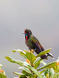 Rainbow-bearded thornbill - closeup, La Cocha We attended the Páramo at La Cocha, with two particular birds on the wishlist. The Chestnut-bellied cotinga was on top of the list for its rarity. Occurring only above 3,100m asl in a very restricted range. We tried hard, but never found it, no sign of it at all. Luckily, we did find #2 on the list, the Rainbow-bearded Thornbill. Still fairly rare, and a whole lot more beautiful if you ask me.<br />
<br />
Like all thornbills, it is characterized by its very short bill and relatively large size. But that is obviously not the characteristic that comes to mind when seeing this bird, it's the epic rainbow beard of the male. It is a bird of display and pride, as well as aggression. The male does not tolerate other males, nor does it tolerate any other hummingbird species at all. <br />
<br />
We found this one by playback, a method we use in moderation, only in special scenarios. The observation lasted a few minutes. The bird was perfectly aware of us, yet seemed to ignore us. It was obsessively looking around to find the source of that other male's song (our playback). Only when approaching too close, would it relocate. We could approach it at about 7-10m with care, any closer was not comfortable for the bird.<br />
<br />
They occur slightly below the Páramo (2700m) up to the lower Páramo zone (called Subpáramo). This observation was at 3,500m asl. <br />
<br />
They feed on both nectar and insects. Although we did not see this behavior, for insects they forage on the ground, toss the insect into the air, and then catch it in mid-air. Or, they directly fly at insects with the bill open, like flycatchers.<br />
<br />
https://www.jungledragon.com/image/75880/rainbow-bearded_thornbill_-_front_la_cocha.html<br />
https://www.jungledragon.com/image/75881/rainbow-bearded_thornbill_-_sideview_la_cocha.html<br />
https://www.jungledragon.com/image/75883/rainbow-bearded_thornbill_-_ii_la_cocha.html<br />
https://www.jungledragon.com/image/75884/rainbow-bearded_thornbill_la_cocha_pramo_colombia.html Chalcostigma herrani,Colombia,Colombia 2018,Colombia South,Fall,Geotagged,La Cocha,Nariño,Páramo,Rainbow-bearded thornbill,South America,World