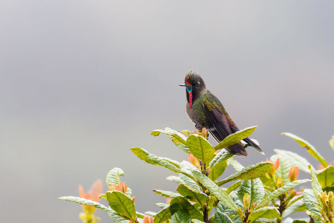 Rainbow-bearded thornbill - II, La Cocha We attended the P&aacute;ramo at La Cocha, with two particular birds on the wishlist. The Chestnut-bellied cotinga was on top of the list for its rarity. Occurring only above 3,100m asl in a very restricted range. We tried hard, but never found it, no sign of it at all. Luckily, we did find #2 on the list, the Rainbow-bearded Thornbill. Still fairly rare, and a whole lot more beautiful if you ask me.<br />
<br />
Like all thornbills, it is characterized by its very short bill and relatively large size. But that is obviously not the characteristic that comes to mind when seeing this bird, it&#039;s the epic rainbow beard of the male. It is a bird of display and pride, as well as aggression. The male does not tolerate other males, nor does it tolerate any other hummingbird species at all. <br />
<br />
We found this one by playback, a method we use in moderation, only in special scenarios. The observation lasted a few minutes. The bird was perfectly aware of us, yet seemed to ignore us. It was obsessively looking around to find the source of that other male&#039;s song (our playback). Only when approaching too close, would it relocate. We could approach it at about 7-10m with care, any closer was not comfortable for the bird.<br />
<br />
They occur slightly below the P&aacute;ramo (2700m) up to the lower P&aacute;ramo zone (called Subp&aacute;ramo). This observation was at 3,500m asl. <br />
<br />
They feed on both nectar and insects. Although we did not see this behavior, for insects they forage on the ground, toss the insect into the air, and then catch it in mid-air. Or, they directly fly at insects with the bill open, like flycatchers.<br />
<br />
<figure class="photo"><a href="https://www.jungledragon.com/image/75880/rainbow-bearded_thornbill_-_front_la_cocha.html" title="Rainbow-bearded thornbill - front, La Cocha"><img src="https://s3.amazonaws.com/media.jungledragon.com/images/2/75880_thumb.jpg?AWSAccessKeyId=05GMT0V3GWVNE7GGM1R2&Expires=1759968010&Signature=e1%2B%2FZikZYH1rbQYmvV99H8nafeE%3D" width="200" height="134" alt="Rainbow-bearded thornbill - front, La Cocha We attended the P&aacute;ramo at La Cocha, with two particular birds on the wishlist. The Chestnut-bellied cotinga was on top of the list for its rarity. Occurring only above 3,100m asl in a very restricted range. We tried hard, but never found it, no sign of it at all. Luckily, we did find #2 on the list, the Rainbow-bearded Thornbill. Still fairly rare, and a whole lot more beautiful if you ask me.<br />
<br />
Like all thornbills, it is characterized by its very short bill and relatively large size. But that is obviously not the characteristic that comes to mind when seeing this bird, it&#039;s the epic rainbow beard of the male. It is a bird of display and pride, as well as aggression. The male does not tolerate other males, nor does it tolerate any other hummingbird species at all. <br />
<br />
We found this one by playback, a method we use in moderation, only in special scenarios. The observation lasted a few minutes. The bird was perfectly aware of us, yet seemed to ignore us. It was obsessively looking around to find the source of that other male&#039;s song (our playback). Only when approaching too close, would it relocate. We could approach it at about 7-10m with care, any closer was not comfortable for the bird.<br />
<br />
They occur slightly below the P&aacute;ramo (2700m) up to the lower P&aacute;ramo zone (called Subp&aacute;ramo). This observation was at 3,500m asl. <br />
<br />
They feed on both nectar and insects. Although we did not see this behavior, for insects they forage on the ground, toss the insect into the air, and then catch it in mid-air. Or, they directly fly at insects with the bill open, like flycatchers.<br />
<br />
https://www.jungledragon.com/image/75881/rainbow-bearded_thornbill_-_sideview_la_cocha.html<br />
https://www.jungledragon.com/image/75882/rainbow-bearded_thornbill_-_closeup_la_cocha.html<br />
https://www.jungledragon.com/image/75883/rainbow-bearded_thornbill_-_ii_la_cocha.html<br />
https://www.jungledragon.com/image/75884/rainbow-bearded_thornbill_la_cocha_pramo_colombia.html Chalcostigma herrani,Colombia,Colombia 2018,Colombia South,Fall,Geotagged,La Cocha,Nari&ntilde;o,P&aacute;ramo,Rainbow-bearded thornbill,South America,World" /></a></figure><br />
<figure class="photo"><a href="https://www.jungledragon.com/image/75881/rainbow-bearded_thornbill_-_sideview_la_cocha.html" title="Rainbow-bearded thornbill - sideview, La Cocha"><img src="https://s3.amazonaws.com/media.jungledragon.com/images/2/75881_thumb.jpg?AWSAccessKeyId=05GMT0V3GWVNE7GGM1R2&Expires=1759968010&Signature=F6K3daJgFjdHOvoFfrCT%2BsYHHeU%3D" width="200" height="134" alt="Rainbow-bearded thornbill - sideview, La Cocha We attended the P&aacute;ramo at La Cocha, with two particular birds on the wishlist. The Chestnut-bellied cotinga was on top of the list for its rarity. Occurring only above 3,100m asl in a very restricted range. We tried hard, but never found it, no sign of it at all. Luckily, we did find #2 on the list, the Rainbow-bearded Thornbill. Still fairly rare, and a whole lot more beautiful if you ask me.<br />
<br />
Like all thornbills, it is characterized by its very short bill and relatively large size. But that is obviously not the characteristic that comes to mind when seeing this bird, it&#039;s the epic rainbow beard of the male. It is a bird of display and pride, as well as aggression. The male does not tolerate other males, nor does it tolerate any other hummingbird species at all. <br />
<br />
We found this one by playback, a method we use in moderation, only in special scenarios. The observation lasted a few minutes. The bird was perfectly aware of us, yet seemed to ignore us. It was obsessively looking around to find the source of that other male&#039;s song (our playback). Only when approaching too close, would it relocate. We could approach it at about 7-10m with care, any closer was not comfortable for the bird.<br />
<br />
They occur slightly below the P&aacute;ramo (2700m) up to the lower P&aacute;ramo zone (called Subp&aacute;ramo). This observation was at 3,500m asl. <br />
<br />
They feed on both nectar and insects. Although we did not see this behavior, for insects they forage on the ground, toss the insect into the air, and then catch it in mid-air. Or, they directly fly at insects with the bill open, like flycatchers.<br />
<br />
https://www.jungledragon.com/image/75880/rainbow-bearded_thornbill_-_front_la_cocha.html<br />
https://www.jungledragon.com/image/75882/rainbow-bearded_thornbill_-_closeup_la_cocha.html<br />
https://www.jungledragon.com/image/75883/rainbow-bearded_thornbill_-_ii_la_cocha.html<br />
https://www.jungledragon.com/image/75884/rainbow-bearded_thornbill_la_cocha_pramo_colombia.html Chalcostigma herrani,Colombia,Colombia 2018,Colombia South,Fall,Geotagged,La Cocha,Nari&ntilde;o,P&aacute;ramo,Rainbow-bearded thornbill,South America,World" /></a></figure><br />
<figure class="photo"><a href="https://www.jungledragon.com/image/75882/rainbow-bearded_thornbill_-_closeup_la_cocha.html" title="Rainbow-bearded thornbill - closeup, La Cocha"><img src="https://s3.amazonaws.com/media.jungledragon.com/images/2/75882_thumb.jpg?AWSAccessKeyId=05GMT0V3GWVNE7GGM1R2&Expires=1759968010&Signature=9%2B1BDj%2FF3LT8fY7r%2F01vOx%2BaOYE%3D" width="118" height="152" alt="Rainbow-bearded thornbill - closeup, La Cocha We attended the P&aacute;ramo at La Cocha, with two particular birds on the wishlist. The Chestnut-bellied cotinga was on top of the list for its rarity. Occurring only above 3,100m asl in a very restricted range. We tried hard, but never found it, no sign of it at all. Luckily, we did find #2 on the list, the Rainbow-bearded Thornbill. Still fairly rare, and a whole lot more beautiful if you ask me.<br />
<br />
Like all thornbills, it is characterized by its very short bill and relatively large size. But that is obviously not the characteristic that comes to mind when seeing this bird, it&#039;s the epic rainbow beard of the male. It is a bird of display and pride, as well as aggression. The male does not tolerate other males, nor does it tolerate any other hummingbird species at all. <br />
<br />
We found this one by playback, a method we use in moderation, only in special scenarios. The observation lasted a few minutes. The bird was perfectly aware of us, yet seemed to ignore us. It was obsessively looking around to find the source of that other male&#039;s song (our playback). Only when approaching too close, would it relocate. We could approach it at about 7-10m with care, any closer was not comfortable for the bird.<br />
<br />
They occur slightly below the P&aacute;ramo (2700m) up to the lower P&aacute;ramo zone (called Subp&aacute;ramo). This observation was at 3,500m asl. <br />
<br />
They feed on both nectar and insects. Although we did not see this behavior, for insects they forage on the ground, toss the insect into the air, and then catch it in mid-air. Or, they directly fly at insects with the bill open, like flycatchers.<br />
<br />
https://www.jungledragon.com/image/75880/rainbow-bearded_thornbill_-_front_la_cocha.html<br />
https://www.jungledragon.com/image/75881/rainbow-bearded_thornbill_-_sideview_la_cocha.html<br />
https://www.jungledragon.com/image/75883/rainbow-bearded_thornbill_-_ii_la_cocha.html<br />
https://www.jungledragon.com/image/75884/rainbow-bearded_thornbill_la_cocha_pramo_colombia.html Chalcostigma herrani,Colombia,Colombia 2018,Colombia South,Fall,Geotagged,La Cocha,Nari&ntilde;o,P&aacute;ramo,Rainbow-bearded thornbill,South America,World" /></a></figure><br />
<figure class="photo"><a href="https://www.jungledragon.com/image/75884/rainbow-bearded_thornbill_la_cocha_pramo_colombia.html" title="Rainbow-bearded thornbill, La Cocha P&aacute;ramo, Colombia"><img src="https://s3.amazonaws.com/media.jungledragon.com/images/2/75884_thumb.jpg?AWSAccessKeyId=05GMT0V3GWVNE7GGM1R2&Expires=1759968010&Signature=%2BP61eY55DE9I7Vp4OQk8olor%2Bto%3D" width="200" height="134" alt="Rainbow-bearded thornbill, La Cocha P&aacute;ramo, Colombia We attended the P&aacute;ramo at La Cocha, with two particular birds on the wishlist. The Chestnut-bellied cotinga was on top of the list for its rarity. Occurring only above 3,100m asl in a very restricted range. We tried hard, but never found it, no sign of it at all. Luckily, we did find #2 on the list, the Rainbow-bearded Thornbill. Still fairly rare, and a whole lot more beautiful if you ask me.<br />
<br />
Like all thornbills, it is characterized by its very short bill and relatively large size. But that is obviously not the characteristic that comes to mind when seeing this bird, it&#039;s the epic rainbow beard of the male. It is a bird of display and pride, as well as aggression. The male does not tolerate other males, nor does it tolerate any other hummingbird species at all. <br />
<br />
We found this one by playback, a method we use in moderation, only in special scenarios. The observation lasted a few minutes. The bird was perfectly aware of us, yet seemed to ignore us. It was obsessively looking around to find the source of that other male&#039;s song (our playback). Only when approaching too close, would it relocate. We could approach it at about 7-10m with care, any closer was not comfortable for the bird.<br />
<br />
They occur slightly below the P&aacute;ramo (2700m) up to the lower P&aacute;ramo zone (called Subp&aacute;ramo). This observation was at 3,500m asl. <br />
<br />
They feed on both nectar and insects. Although we did not see this behavior, for insects they forage on the ground, toss the insect into the air, and then catch it in mid-air. Or, they directly fly at insects with the bill open, like flycatchers.<br />
<br />
https://www.jungledragon.com/image/75880/rainbow-bearded_thornbill_-_front_la_cocha.html<br />
https://www.jungledragon.com/image/75881/rainbow-bearded_thornbill_-_sideview_la_cocha.html<br />
https://www.jungledragon.com/image/75882/rainbow-bearded_thornbill_-_closeup_la_cocha.html<br />
https://www.jungledragon.com/image/75883/rainbow-bearded_thornbill_-_ii_la_cocha.html Chalcostigma herrani,Colombia,Colombia 2018,Colombia South,Fall,Geotagged,La Cocha,Nari&ntilde;o,P&aacute;ramo,Rainbow-bearded thornbill,South America,World" /></a></figure> Chalcostigma herrani,Colombia,Colombia 2018,Colombia South,Fall,Geotagged,La Cocha,Nariño,Páramo,Rainbow-bearded thornbill,South America,World