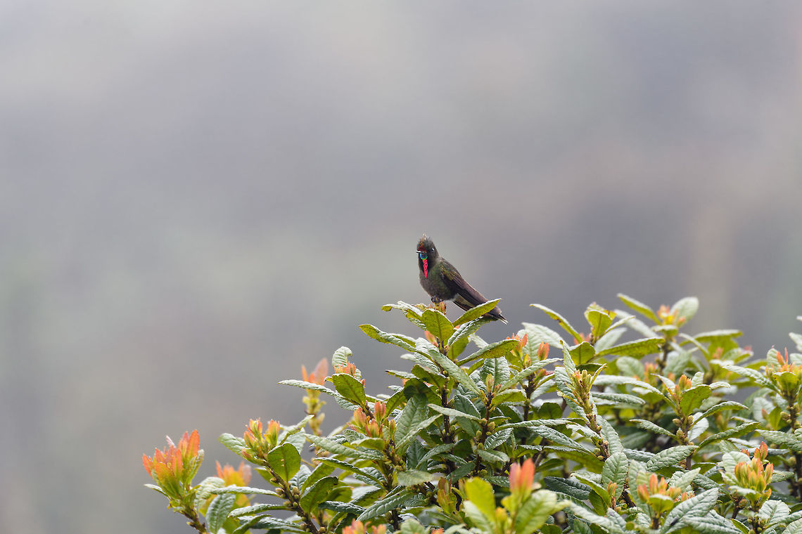 Rainbow-bearded thornbill, La Cocha Páramo, Colombia We attended the P&aacute;ramo at La Cocha, with two particular birds on the wishlist. The Chestnut-bellied cotinga was on top of the list for its rarity. Occurring only above 3,100m asl in a very restricted range. We tried hard, but never found it, no sign of it at all. Luckily, we did find #2 on the list, the Rainbow-bearded Thornbill. Still fairly rare, and a whole lot more beautiful if you ask me.<br />
<br />
Like all thornbills, it is characterized by its very short bill and relatively large size. But that is obviously not the characteristic that comes to mind when seeing this bird, it&#039;s the epic rainbow beard of the male. It is a bird of display and pride, as well as aggression. The male does not tolerate other males, nor does it tolerate any other hummingbird species at all. <br />
<br />
We found this one by playback, a method we use in moderation, only in special scenarios. The observation lasted a few minutes. The bird was perfectly aware of us, yet seemed to ignore us. It was obsessively looking around to find the source of that other male&#039;s song (our playback). Only when approaching too close, would it relocate. We could approach it at about 7-10m with care, any closer was not comfortable for the bird.<br />
<br />
They occur slightly below the P&aacute;ramo (2700m) up to the lower P&aacute;ramo zone (called Subp&aacute;ramo). This observation was at 3,500m asl. <br />
<br />
They feed on both nectar and insects. Although we did not see this behavior, for insects they forage on the ground, toss the insect into the air, and then catch it in mid-air. Or, they directly fly at insects with the bill open, like flycatchers.<br />
<br />
<figure class="photo"><a href="https://www.jungledragon.com/image/75880/rainbow-bearded_thornbill_-_front_la_cocha.html" title="Rainbow-bearded thornbill - front, La Cocha"><img src="https://s3.amazonaws.com/media.jungledragon.com/images/2/75880_thumb.jpg?AWSAccessKeyId=05GMT0V3GWVNE7GGM1R2&Expires=1759968010&Signature=e1%2B%2FZikZYH1rbQYmvV99H8nafeE%3D" width="200" height="134" alt="Rainbow-bearded thornbill - front, La Cocha We attended the P&aacute;ramo at La Cocha, with two particular birds on the wishlist. The Chestnut-bellied cotinga was on top of the list for its rarity. Occurring only above 3,100m asl in a very restricted range. We tried hard, but never found it, no sign of it at all. Luckily, we did find #2 on the list, the Rainbow-bearded Thornbill. Still fairly rare, and a whole lot more beautiful if you ask me.<br />
<br />
Like all thornbills, it is characterized by its very short bill and relatively large size. But that is obviously not the characteristic that comes to mind when seeing this bird, it&#039;s the epic rainbow beard of the male. It is a bird of display and pride, as well as aggression. The male does not tolerate other males, nor does it tolerate any other hummingbird species at all. <br />
<br />
We found this one by playback, a method we use in moderation, only in special scenarios. The observation lasted a few minutes. The bird was perfectly aware of us, yet seemed to ignore us. It was obsessively looking around to find the source of that other male&#039;s song (our playback). Only when approaching too close, would it relocate. We could approach it at about 7-10m with care, any closer was not comfortable for the bird.<br />
<br />
They occur slightly below the P&aacute;ramo (2700m) up to the lower P&aacute;ramo zone (called Subp&aacute;ramo). This observation was at 3,500m asl. <br />
<br />
They feed on both nectar and insects. Although we did not see this behavior, for insects they forage on the ground, toss the insect into the air, and then catch it in mid-air. Or, they directly fly at insects with the bill open, like flycatchers.<br />
<br />
https://www.jungledragon.com/image/75881/rainbow-bearded_thornbill_-_sideview_la_cocha.html<br />
https://www.jungledragon.com/image/75882/rainbow-bearded_thornbill_-_closeup_la_cocha.html<br />
https://www.jungledragon.com/image/75883/rainbow-bearded_thornbill_-_ii_la_cocha.html<br />
https://www.jungledragon.com/image/75884/rainbow-bearded_thornbill_la_cocha_pramo_colombia.html Chalcostigma herrani,Colombia,Colombia 2018,Colombia South,Fall,Geotagged,La Cocha,Nari&ntilde;o,P&aacute;ramo,Rainbow-bearded thornbill,South America,World" /></a></figure><br />
<figure class="photo"><a href="https://www.jungledragon.com/image/75881/rainbow-bearded_thornbill_-_sideview_la_cocha.html" title="Rainbow-bearded thornbill - sideview, La Cocha"><img src="https://s3.amazonaws.com/media.jungledragon.com/images/2/75881_thumb.jpg?AWSAccessKeyId=05GMT0V3GWVNE7GGM1R2&Expires=1759968010&Signature=F6K3daJgFjdHOvoFfrCT%2BsYHHeU%3D" width="200" height="134" alt="Rainbow-bearded thornbill - sideview, La Cocha We attended the P&aacute;ramo at La Cocha, with two particular birds on the wishlist. The Chestnut-bellied cotinga was on top of the list for its rarity. Occurring only above 3,100m asl in a very restricted range. We tried hard, but never found it, no sign of it at all. Luckily, we did find #2 on the list, the Rainbow-bearded Thornbill. Still fairly rare, and a whole lot more beautiful if you ask me.<br />
<br />
Like all thornbills, it is characterized by its very short bill and relatively large size. But that is obviously not the characteristic that comes to mind when seeing this bird, it&#039;s the epic rainbow beard of the male. It is a bird of display and pride, as well as aggression. The male does not tolerate other males, nor does it tolerate any other hummingbird species at all. <br />
<br />
We found this one by playback, a method we use in moderation, only in special scenarios. The observation lasted a few minutes. The bird was perfectly aware of us, yet seemed to ignore us. It was obsessively looking around to find the source of that other male&#039;s song (our playback). Only when approaching too close, would it relocate. We could approach it at about 7-10m with care, any closer was not comfortable for the bird.<br />
<br />
They occur slightly below the P&aacute;ramo (2700m) up to the lower P&aacute;ramo zone (called Subp&aacute;ramo). This observation was at 3,500m asl. <br />
<br />
They feed on both nectar and insects. Although we did not see this behavior, for insects they forage on the ground, toss the insect into the air, and then catch it in mid-air. Or, they directly fly at insects with the bill open, like flycatchers.<br />
<br />
https://www.jungledragon.com/image/75880/rainbow-bearded_thornbill_-_front_la_cocha.html<br />
https://www.jungledragon.com/image/75882/rainbow-bearded_thornbill_-_closeup_la_cocha.html<br />
https://www.jungledragon.com/image/75883/rainbow-bearded_thornbill_-_ii_la_cocha.html<br />
https://www.jungledragon.com/image/75884/rainbow-bearded_thornbill_la_cocha_pramo_colombia.html Chalcostigma herrani,Colombia,Colombia 2018,Colombia South,Fall,Geotagged,La Cocha,Nari&ntilde;o,P&aacute;ramo,Rainbow-bearded thornbill,South America,World" /></a></figure><br />
<figure class="photo"><a href="https://www.jungledragon.com/image/75882/rainbow-bearded_thornbill_-_closeup_la_cocha.html" title="Rainbow-bearded thornbill - closeup, La Cocha"><img src="https://s3.amazonaws.com/media.jungledragon.com/images/2/75882_thumb.jpg?AWSAccessKeyId=05GMT0V3GWVNE7GGM1R2&Expires=1759968010&Signature=9%2B1BDj%2FF3LT8fY7r%2F01vOx%2BaOYE%3D" width="118" height="152" alt="Rainbow-bearded thornbill - closeup, La Cocha We attended the P&aacute;ramo at La Cocha, with two particular birds on the wishlist. The Chestnut-bellied cotinga was on top of the list for its rarity. Occurring only above 3,100m asl in a very restricted range. We tried hard, but never found it, no sign of it at all. Luckily, we did find #2 on the list, the Rainbow-bearded Thornbill. Still fairly rare, and a whole lot more beautiful if you ask me.<br />
<br />
Like all thornbills, it is characterized by its very short bill and relatively large size. But that is obviously not the characteristic that comes to mind when seeing this bird, it&#039;s the epic rainbow beard of the male. It is a bird of display and pride, as well as aggression. The male does not tolerate other males, nor does it tolerate any other hummingbird species at all. <br />
<br />
We found this one by playback, a method we use in moderation, only in special scenarios. The observation lasted a few minutes. The bird was perfectly aware of us, yet seemed to ignore us. It was obsessively looking around to find the source of that other male&#039;s song (our playback). Only when approaching too close, would it relocate. We could approach it at about 7-10m with care, any closer was not comfortable for the bird.<br />
<br />
They occur slightly below the P&aacute;ramo (2700m) up to the lower P&aacute;ramo zone (called Subp&aacute;ramo). This observation was at 3,500m asl. <br />
<br />
They feed on both nectar and insects. Although we did not see this behavior, for insects they forage on the ground, toss the insect into the air, and then catch it in mid-air. Or, they directly fly at insects with the bill open, like flycatchers.<br />
<br />
https://www.jungledragon.com/image/75880/rainbow-bearded_thornbill_-_front_la_cocha.html<br />
https://www.jungledragon.com/image/75881/rainbow-bearded_thornbill_-_sideview_la_cocha.html<br />
https://www.jungledragon.com/image/75883/rainbow-bearded_thornbill_-_ii_la_cocha.html<br />
https://www.jungledragon.com/image/75884/rainbow-bearded_thornbill_la_cocha_pramo_colombia.html Chalcostigma herrani,Colombia,Colombia 2018,Colombia South,Fall,Geotagged,La Cocha,Nari&ntilde;o,P&aacute;ramo,Rainbow-bearded thornbill,South America,World" /></a></figure><br />
<figure class="photo"><a href="https://www.jungledragon.com/image/75883/rainbow-bearded_thornbill_-_ii_la_cocha.html" title="Rainbow-bearded thornbill - II, La Cocha"><img src="https://s3.amazonaws.com/media.jungledragon.com/images/2/75883_thumb.jpg?AWSAccessKeyId=05GMT0V3GWVNE7GGM1R2&Expires=1759968010&Signature=H7JQDTSqJLE%2F0t4BBQiXS7qS8tk%3D" width="200" height="134" alt="Rainbow-bearded thornbill - II, La Cocha We attended the P&aacute;ramo at La Cocha, with two particular birds on the wishlist. The Chestnut-bellied cotinga was on top of the list for its rarity. Occurring only above 3,100m asl in a very restricted range. We tried hard, but never found it, no sign of it at all. Luckily, we did find #2 on the list, the Rainbow-bearded Thornbill. Still fairly rare, and a whole lot more beautiful if you ask me.<br />
<br />
Like all thornbills, it is characterized by its very short bill and relatively large size. But that is obviously not the characteristic that comes to mind when seeing this bird, it&#039;s the epic rainbow beard of the male. It is a bird of display and pride, as well as aggression. The male does not tolerate other males, nor does it tolerate any other hummingbird species at all. <br />
<br />
We found this one by playback, a method we use in moderation, only in special scenarios. The observation lasted a few minutes. The bird was perfectly aware of us, yet seemed to ignore us. It was obsessively looking around to find the source of that other male&#039;s song (our playback). Only when approaching too close, would it relocate. We could approach it at about 7-10m with care, any closer was not comfortable for the bird.<br />
<br />
They occur slightly below the P&aacute;ramo (2700m) up to the lower P&aacute;ramo zone (called Subp&aacute;ramo). This observation was at 3,500m asl. <br />
<br />
They feed on both nectar and insects. Although we did not see this behavior, for insects they forage on the ground, toss the insect into the air, and then catch it in mid-air. Or, they directly fly at insects with the bill open, like flycatchers.<br />
<br />
https://www.jungledragon.com/image/75880/rainbow-bearded_thornbill_-_front_la_cocha.html<br />
https://www.jungledragon.com/image/75881/rainbow-bearded_thornbill_-_sideview_la_cocha.html<br />
https://www.jungledragon.com/image/75882/rainbow-bearded_thornbill_-_closeup_la_cocha.html<br />
https://www.jungledragon.com/image/75884/rainbow-bearded_thornbill_la_cocha_pramo_colombia.html Chalcostigma herrani,Colombia,Colombia 2018,Colombia South,Fall,Geotagged,La Cocha,Nari&ntilde;o,P&aacute;ramo,Rainbow-bearded thornbill,South America,World" /></a></figure> Chalcostigma herrani,Colombia,Colombia 2018,Colombia South,Fall,Geotagged,La Cocha,Nariño,Páramo,Rainbow-bearded thornbill,South America,World