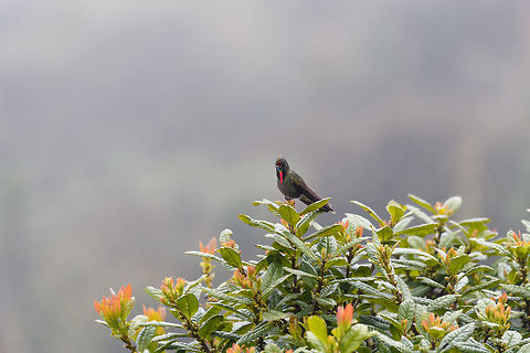 Rainbow-bearded thornbill, La Cocha Páramo, Colombia We attended the Páramo at La Cocha, with two particular birds on the wishlist. The Chestnut-bellied cotinga was on top of the list for its rarity. Occurring only above 3,100m asl in a very restricted range. We tried hard, but never found it, no sign of it at all. Luckily, we did find #2 on the list, the Rainbow-bearded Thornbill. Still fairly rare, and a whole lot more beautiful if you ask me.

Like all thornbills, it is characterized by its very short bill and relatively large size. But that is obviously not the characteristic that comes to mind when seeing this bird, it's the epic rainbow beard of the male. It is a bird of display and pride, as well as aggression. The male does not tolerate other males, nor does it tolerate any other hummingbird species at all. 

We found this one by playback, a method we use in moderation, only in special scenarios. The observation lasted a few minutes. The bird was perfectly aware of us, yet seemed to ignore us. It was obsessively looking around to find the source of that other male's song (our playback). Only when approaching too close, would it relocate. We could approach it at about 7-10m with care, any closer was not comfortable for the bird.

They occur slightly below the Páramo (2700m) up to the lower Páramo zone (called Subpáramo). This observation was at 3,500m asl. 

They feed on both nectar and insects. Although we did not see this behavior, for insects they forage on the ground, toss the insect into the air, and then catch it in mid-air. Or, they directly fly at insects with the bill open, like flycatchers.

https://www.jungledragon.com/image/75880/rainbow-bearded_thornbill_-_front_la_cocha.html
https://www.jungledragon.com/image/75881/rainbow-bearded_thornbill_-_sideview_la_cocha.html
https://www.jungledragon.com/image/75882/rainbow-bearded_thornbill_-_closeup_la_cocha.html
https://www.jungledragon.com/image/75883/rainbow-bearded_thornbill_-_ii_la_cocha.html Chalcostigma herrani,Colombia,Colombia 2018,Colombia South,Fall,Geotagged,La Cocha,Nariño,Páramo,Rainbow-bearded thornbill,South America,World