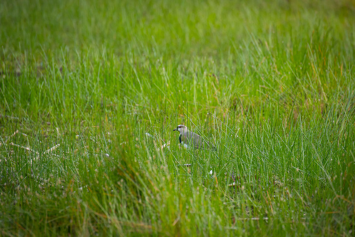 Southern Lapwing, La Cocha, Colombia Found in the tall grasses near the La Cocha Lagoon. Colombia,Colombia 2018,Colombia South,Fall,Geotagged,South America,Southern Lapwing,Vanellus chilensis