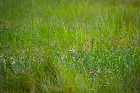 Southern Lapwing, La Cocha, Colombia Found in the tall grasses near the La Cocha Lagoon. Colombia,Colombia 2018,Colombia South,Fall,Geotagged,South America,Southern Lapwing,Vanellus chilensis