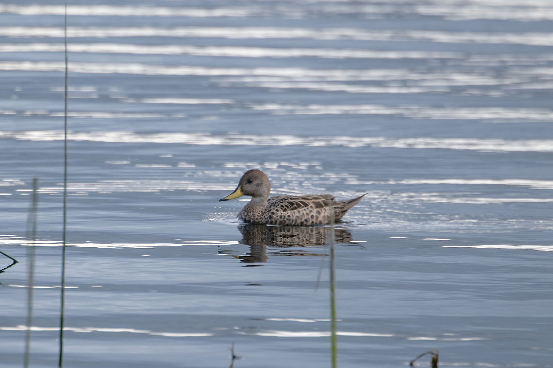 Yellow-billed pintail, La Cocha, Colombia Found in the La Cocha Lagoon at about 3,000m asl. This is likely the spinicauda subspecies, the most numerous out of 3 subspecies. The georgica subspecies is rare, with an estimate of a 1000+ breeding pairs. The niceforoi subspecies is thought to be extinct. <br />
<br />
This species is found between 2,100 and 3,800m altitude. The sexes are similar but they can be distinguished by call: the male rattles whilst the females quacks.  Anas georgica,Colombia,Colombia 2018,Colombia South,Fall,Geotagged,South America,Yellow-billed pintail