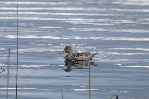 Yellow-billed pintail, La Cocha, Colombia Found in the La Cocha Lagoon at about 3,000m asl. This is likely the spinicauda subspecies, the most numerous out of 3 subspecies. The georgica subspecies is rare, with an estimate of a 1000+ breeding pairs. The niceforoi subspecies is thought to be extinct. 

This species is found between 2,100 and 3,800m altitude. The sexes are similar but they can be distinguished by call: the male rattles whilst the females quacks.  Anas georgica,Colombia,Colombia 2018,Colombia South,Fall,Geotagged,South America,Yellow-billed pintail