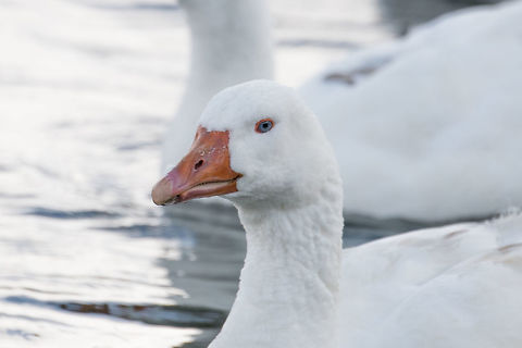 Greylag goose - portrait, La Cocha, Colombia I assume these are introduced, they are not in my birds book for Colombia, nor is this place part of their documented range. 
https://www.jungledragon.com/image/76065/greylag_geese_-_family_la_cocha_colombia.html
https://www.jungledragon.com/image/76066/greylag_geese_-_family_frontal_la_cocha_colombia.html
https://www.jungledragon.com/image/76064/greylag_geese_-_family_side_la_cocha_colombia.html Anser anser,Colombia,Colombia 2018,Colombia South,Fall,Geotagged,Greylag goose,South America