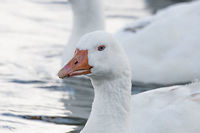 Greylag goose - portrait, La Cocha, Colombia I assume these are introduced, they are not in my birds book for Colombia, nor is this place part of their documented range. <br />
https://www.jungledragon.com/image/76065/greylag_geese_-_family_la_cocha_colombia.html<br />
https://www.jungledragon.com/image/76066/greylag_geese_-_family_frontal_la_cocha_colombia.html<br />
https://www.jungledragon.com/image/76064/greylag_geese_-_family_side_la_cocha_colombia.html Anser anser,Colombia,Colombia 2018,Colombia South,Fall,Geotagged,Greylag goose,South America