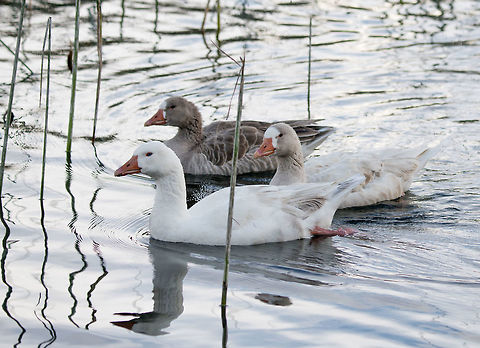 Greylag geese - family side, La Cocha, Colombia I assume these are introduced, they are not in my birds book for Colombia, nor is this place part of their documented range. 
https://www.jungledragon.com/image/76065/greylag_geese_-_family_la_cocha_colombia.html
https://www.jungledragon.com/image/76066/greylag_geese_-_family_frontal_la_cocha_colombia.html
https://www.jungledragon.com/image/76063/greylag_goose_-_portrait_la_cocha_colombia.html Anser anser,Colombia,Colombia 2018,Colombia South,Fall,Geotagged,Greylag goose,South America