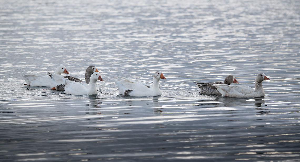 Greylag geese - family, La Cocha, Colombia I assume these are introduced, they are not in my birds book for Colombia, nor is this place part of their documented range. <br />
<figure class="photo"><a href="https://www.jungledragon.com/image/76066/greylag_geese_-_family_frontal_la_cocha_colombia.html" title="Greylag geese - family frontal, La Cocha, Colombia"><img src="https://s3.amazonaws.com/media.jungledragon.com/images/2/76066_thumb.jpg?AWSAccessKeyId=05GMT0V3GWVNE7GGM1R2&Expires=1767225610&Signature=eE5d5hKB7WerJ8HF9YSmTU1e1Ls%3D" width="200" height="138" alt="Greylag geese - family frontal, La Cocha, Colombia I assume these are introduced, they are not in my birds book for Colombia, nor is this place part of their documented range. <br />
https://www.jungledragon.com/image/76065/greylag_geese_-_family_la_cocha_colombia.html<br />
https://www.jungledragon.com/image/76064/greylag_geese_-_family_side_la_cocha_colombia.html<br />
https://www.jungledragon.com/image/76063/greylag_goose_-_portrait_la_cocha_colombia.html Anser anser,Colombia,Colombia 2018,Colombia South,Fall,Geotagged,Greylag goose,South America" /></a></figure><br />
<figure class="photo"><a href="https://www.jungledragon.com/image/76064/greylag_geese_-_family_side_la_cocha_colombia.html" title="Greylag geese - family side, La Cocha, Colombia"><img src="https://s3.amazonaws.com/media.jungledragon.com/images/2/76064_thumb.jpg?AWSAccessKeyId=05GMT0V3GWVNE7GGM1R2&Expires=1767225610&Signature=nTwH2G%2FMIZzSwKijX%2FIDU67XuC0%3D" width="200" height="146" alt="Greylag geese - family side, La Cocha, Colombia I assume these are introduced, they are not in my birds book for Colombia, nor is this place part of their documented range. <br />
https://www.jungledragon.com/image/76065/greylag_geese_-_family_la_cocha_colombia.html<br />
https://www.jungledragon.com/image/76066/greylag_geese_-_family_frontal_la_cocha_colombia.html<br />
https://www.jungledragon.com/image/76063/greylag_goose_-_portrait_la_cocha_colombia.html Anser anser,Colombia,Colombia 2018,Colombia South,Fall,Geotagged,Greylag goose,South America" /></a></figure><br />
<figure class="photo"><a href="https://www.jungledragon.com/image/76063/greylag_goose_-_portrait_la_cocha_colombia.html" title="Greylag goose - portrait, La Cocha, Colombia"><img src="https://s3.amazonaws.com/media.jungledragon.com/images/2/76063_thumb.jpg?AWSAccessKeyId=05GMT0V3GWVNE7GGM1R2&Expires=1767225610&Signature=R1Mn0IINMnzZUfkRVCpW6uBi%2FUw%3D" width="200" height="134" alt="Greylag goose - portrait, La Cocha, Colombia I assume these are introduced, they are not in my birds book for Colombia, nor is this place part of their documented range. <br />
https://www.jungledragon.com/image/76065/greylag_geese_-_family_la_cocha_colombia.html<br />
https://www.jungledragon.com/image/76066/greylag_geese_-_family_frontal_la_cocha_colombia.html<br />
https://www.jungledragon.com/image/76064/greylag_geese_-_family_side_la_cocha_colombia.html Anser anser,Colombia,Colombia 2018,Colombia South,Fall,Geotagged,Greylag goose,South America" /></a></figure> Anser anser,Colombia,Colombia 2018,Colombia South,Fall,Geotagged,Greylag goose,South America
