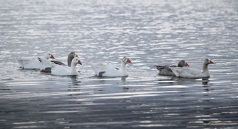 Greylag geese - family, La Cocha, Colombia I assume these are introduced, they are not in my birds book for Colombia, nor is this place part of their documented range. 
https://www.jungledragon.com/image/76066/greylag_geese_-_family_frontal_la_cocha_colombia.html
https://www.jungledragon.com/image/76064/greylag_geese_-_family_side_la_cocha_colombia.html
https://www.jungledragon.com/image/76063/greylag_goose_-_portrait_la_cocha_colombia.html Anser anser,Colombia,Colombia 2018,Colombia South,Fall,Geotagged,Greylag goose,South America