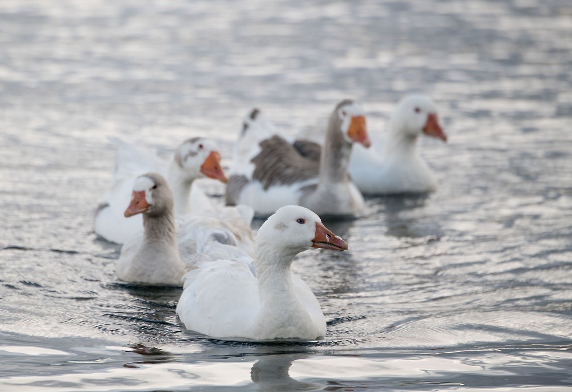 Greylag geese - family frontal, La Cocha, Colombia I assume these are introduced, they are not in my birds book for Colombia, nor is this place part of their documented range. <br />
<figure class="photo"><a href="https://www.jungledragon.com/image/76065/greylag_geese_-_family_la_cocha_colombia.html" title="Greylag geese - family, La Cocha, Colombia"><img src="https://s3.amazonaws.com/media.jungledragon.com/images/2/76065_thumb.jpg?AWSAccessKeyId=05GMT0V3GWVNE7GGM1R2&Expires=1767225610&Signature=tk96R4OcGf08u%2B6%2FIDt65LUlk5w%3D" width="200" height="110" alt="Greylag geese - family, La Cocha, Colombia I assume these are introduced, they are not in my birds book for Colombia, nor is this place part of their documented range. <br />
https://www.jungledragon.com/image/76066/greylag_geese_-_family_frontal_la_cocha_colombia.html<br />
https://www.jungledragon.com/image/76064/greylag_geese_-_family_side_la_cocha_colombia.html<br />
https://www.jungledragon.com/image/76063/greylag_goose_-_portrait_la_cocha_colombia.html Anser anser,Colombia,Colombia 2018,Colombia South,Fall,Geotagged,Greylag goose,South America" /></a></figure><br />
<figure class="photo"><a href="https://www.jungledragon.com/image/76064/greylag_geese_-_family_side_la_cocha_colombia.html" title="Greylag geese - family side, La Cocha, Colombia"><img src="https://s3.amazonaws.com/media.jungledragon.com/images/2/76064_thumb.jpg?AWSAccessKeyId=05GMT0V3GWVNE7GGM1R2&Expires=1767225610&Signature=nTwH2G%2FMIZzSwKijX%2FIDU67XuC0%3D" width="200" height="146" alt="Greylag geese - family side, La Cocha, Colombia I assume these are introduced, they are not in my birds book for Colombia, nor is this place part of their documented range. <br />
https://www.jungledragon.com/image/76065/greylag_geese_-_family_la_cocha_colombia.html<br />
https://www.jungledragon.com/image/76066/greylag_geese_-_family_frontal_la_cocha_colombia.html<br />
https://www.jungledragon.com/image/76063/greylag_goose_-_portrait_la_cocha_colombia.html Anser anser,Colombia,Colombia 2018,Colombia South,Fall,Geotagged,Greylag goose,South America" /></a></figure><br />
<figure class="photo"><a href="https://www.jungledragon.com/image/76063/greylag_goose_-_portrait_la_cocha_colombia.html" title="Greylag goose - portrait, La Cocha, Colombia"><img src="https://s3.amazonaws.com/media.jungledragon.com/images/2/76063_thumb.jpg?AWSAccessKeyId=05GMT0V3GWVNE7GGM1R2&Expires=1767225610&Signature=R1Mn0IINMnzZUfkRVCpW6uBi%2FUw%3D" width="200" height="134" alt="Greylag goose - portrait, La Cocha, Colombia I assume these are introduced, they are not in my birds book for Colombia, nor is this place part of their documented range. <br />
https://www.jungledragon.com/image/76065/greylag_geese_-_family_la_cocha_colombia.html<br />
https://www.jungledragon.com/image/76066/greylag_geese_-_family_frontal_la_cocha_colombia.html<br />
https://www.jungledragon.com/image/76064/greylag_geese_-_family_side_la_cocha_colombia.html Anser anser,Colombia,Colombia 2018,Colombia South,Fall,Geotagged,Greylag goose,South America" /></a></figure> Anser anser,Colombia,Colombia 2018,Colombia South,Fall,Geotagged,Greylag goose,South America