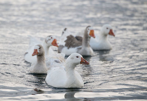 Greylag geese - family frontal, La Cocha, Colombia I assume these are introduced, they are not in my birds book for Colombia, nor is this place part of their documented range. 
https://www.jungledragon.com/image/76065/greylag_geese_-_family_la_cocha_colombia.html
https://www.jungledragon.com/image/76064/greylag_geese_-_family_side_la_cocha_colombia.html
https://www.jungledragon.com/image/76063/greylag_goose_-_portrait_la_cocha_colombia.html Anser anser,Colombia,Colombia 2018,Colombia South,Fall,Geotagged,Greylag goose,South America