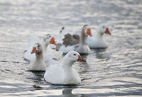 Greylag geese - family frontal, La Cocha, Colombia I assume these are introduced, they are not in my birds book for Colombia, nor is this place part of their documented range. <br />
https://www.jungledragon.com/image/76065/greylag_geese_-_family_la_cocha_colombia.html<br />
https://www.jungledragon.com/image/76064/greylag_geese_-_family_side_la_cocha_colombia.html<br />
https://www.jungledragon.com/image/76063/greylag_goose_-_portrait_la_cocha_colombia.html Anser anser,Colombia,Colombia 2018,Colombia South,Fall,Geotagged,Greylag goose,South America