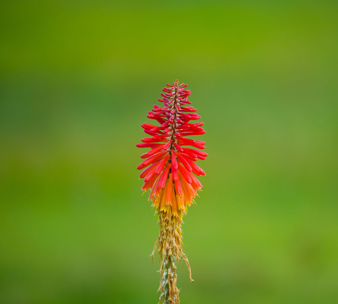 Red Hot Poker, La Cocha, Colombia Introduced, this is taken in the botanical garden of our hotel, situated at the La Cocha Lagoon. We were surprised a flower like this survives in these conditions where temperatures swing from sub zero to +30C within a single day. <br />
<br />
From Wikipedia I learned plants/flowers are sometimes scaled by hardiness, which means the minimum temperature they can tolerate. This one has a hardiness from zone 5-10:<br />
<a href="https://en.wikipedia.org/wiki/Hardiness_zone#/media/File:USDAHardiness_2012-2015_Scale.jpg" rel="nofollow">https://en.wikipedia.org/wiki/Hardiness_zone#/media/File:USDAHardiness_2012-2015_Scale.jpg</a><br />
<br />
So if I understand this scale correctly, it can tolerate up to -28C. Tough plant! Colombia,Colombia 2018,Colombia South,Fall,Geotagged,Kniphofia uvaria,Red Hot Poker,South America