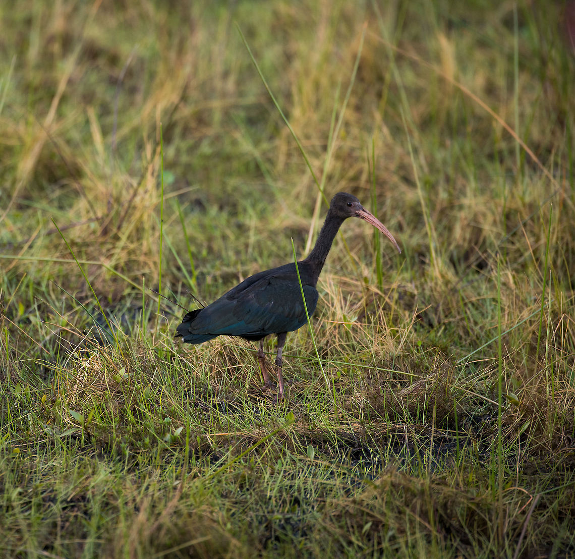 Bare-faced ibis, La Cocha, Colombia The most frequently seen Ibis in Colombia yet uncommon at higher altitudes. It is listed as occurring &lt; 2,600m yet here we are at 3,000m. They typically occur in larger groups. This one was part of a group of about a dozen, but we failed the group shot :) Bare-faced ibis,Colombia,Colombia 2018,Colombia South,Fall,Geotagged,Phimosus infuscatus,South America
