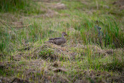Yellow-billed pintail - nesting, La Cocha, Colombia I assume it was nesting given the nest material. Furthermore, she (or he?) allowed us to get relatively close, as if defending a nest. This was on the grassy shores of La Cocha Lagoon, around sunset. Anas georgica,Colombia,Colombia 2018,Colombia South,Fall,Geotagged,South America,Yellow-billed pintail