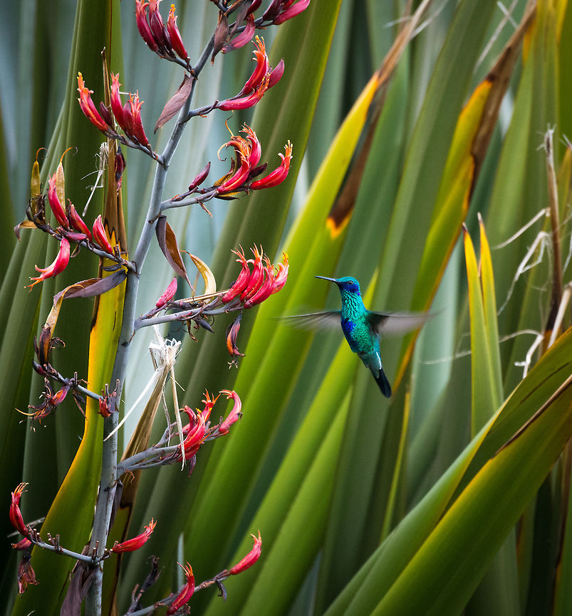 Sparkling violetear, in flight, La Cocha, Colombia Feeding:<br />
<figure class="photo"><a href="https://www.jungledragon.com/image/76116/sparkling_violetear_feeding_la_cocha_colombia.html" title="Sparkling violetear, feeding, La Cocha, Colombia"><img src="https://s3.amazonaws.com/media.jungledragon.com/images/2/76116_thumb.jpg?AWSAccessKeyId=05GMT0V3GWVNE7GGM1R2&Expires=1759968010&Signature=bXnTTJm4qvfRfFeZUsUjUF0%2FTKA%3D" width="200" height="168" alt="Sparkling violetear, feeding, La Cocha, Colombia Flying:<br />
https://www.jungledragon.com/image/76115/sparkling_violetear_in_flight_la_cocha_colombia.html<br />
Abundant in montane forest, 1400-3500m. Territorial and aggressive. Colibri coruscans,Colombia,Colombia 2018,Colombia South,Fall,Geotagged,South America,Sparkling violetear" /></a></figure><br />
Abundant in montane forest, 1400-3500m. Territorial and aggressive. Colibri coruscans,Colombia,Colombia 2018,Colombia South,Fall,Geotagged,South America,Sparkling violetear