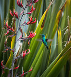 Sparkling violetear, in flight, La Cocha, Colombia Feeding:<br />
https://www.jungledragon.com/image/76116/sparkling_violetear_feeding_la_cocha_colombia.html<br />
Abundant in montane forest, 1400-3500m. Territorial and aggressive. Colibri coruscans,Colombia,Colombia 2018,Colombia South,Fall,Geotagged,South America,Sparkling violetear