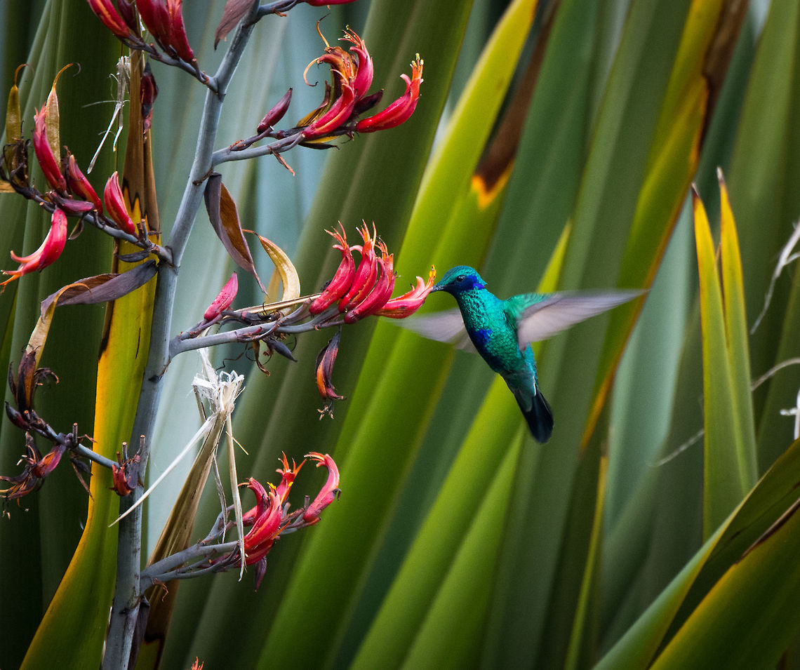 Sparkling violetear, feeding, La Cocha, Colombia Flying:<br />
<figure class="photo"><a href="https://www.jungledragon.com/image/76115/sparkling_violetear_in_flight_la_cocha_colombia.html" title="Sparkling violetear, in flight, La Cocha, Colombia"><img src="https://s3.amazonaws.com/media.jungledragon.com/images/2/76115_thumb.jpg?AWSAccessKeyId=05GMT0V3GWVNE7GGM1R2&Expires=1759968010&Signature=FEp66p3hd85DIZYxa33mcbX5nO8%3D" width="142" height="152" alt="Sparkling violetear, in flight, La Cocha, Colombia Feeding:<br />
https://www.jungledragon.com/image/76116/sparkling_violetear_feeding_la_cocha_colombia.html<br />
Abundant in montane forest, 1400-3500m. Territorial and aggressive. Colibri coruscans,Colombia,Colombia 2018,Colombia South,Fall,Geotagged,South America,Sparkling violetear" /></a></figure><br />
Abundant in montane forest, 1400-3500m. Territorial and aggressive. Colibri coruscans,Colombia,Colombia 2018,Colombia South,Fall,Geotagged,South America,Sparkling violetear