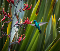Sparkling violetear, feeding, La Cocha, Colombia Flying:<br />
https://www.jungledragon.com/image/76115/sparkling_violetear_in_flight_la_cocha_colombia.html<br />
Abundant in montane forest, 1400-3500m. Territorial and aggressive. Colibri coruscans,Colombia,Colombia 2018,Colombia South,Fall,Geotagged,South America,Sparkling violetear