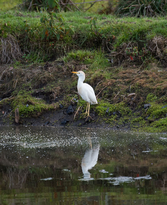 Cattle Egret, La Cocha, Colombia This is one for the statistics. I don't think we've ever been to any part of the world where we did not see this species of bird, it's omnipresent.  Bubulcus ibis,Cattle egret,Colombia,Colombia 2018,Colombia South,Fall,Geotagged,South America