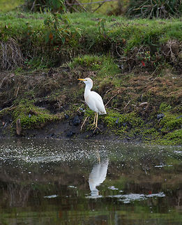 Cattle Egret, La Cocha, Colombia This is one for the statistics. I don't think we've ever been to any part of the world where we did not see this species of bird, it's omnipresent.  Bubulcus ibis,Cattle egret,Colombia,Colombia 2018,Colombia South,Fall,Geotagged,South America