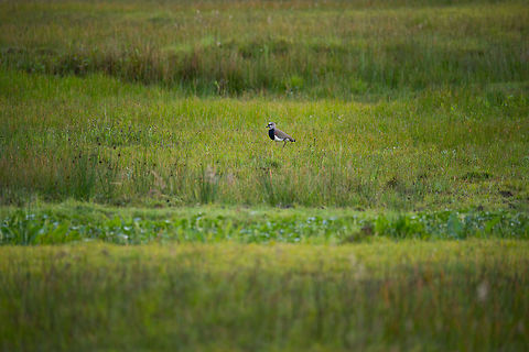Southern Lapwing, La Cocha, Colombia Remote view of a Southern Lapwing foraging in the tall grassy shores of La Cocha, Colombia. Last observation of our first day in La Cocha. Colombia,Colombia 2018,Colombia South,Fall,Geotagged,South America,Southern Lapwing,Vanellus chilensis