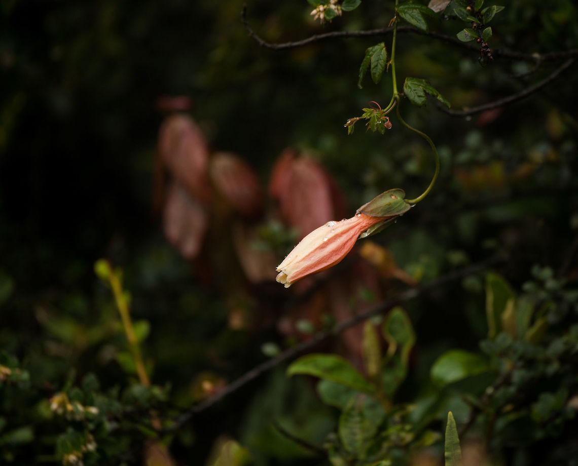 Passiflora colombiana, Colombia Starting our 2nd morning near La Cocha with a rare find. According to our guide Brayan, this is an extremely rare plant.  I tried to validate this claim and found the following:<br />
<br />
It was first described by L.K. Escobar in 1982, and it seems he also reported it in 1986. <br />
<a href="http://www.theplantlist.org/tpl1.1/record/tro-24201202" rel="nofollow">http://www.theplantlist.org/tpl1.1/record/tro-24201202</a><br />
<a href="http://www.ipni.org/ipni/idPlantNameSearch.do?id=282177-2" rel="nofollow">http://www.ipni.org/ipni/idPlantNameSearch.do?id=282177-2</a><br />
<br />
Reports seem restricted solely to the Nari&ntilde;o department of Colombia (where this photo was also taken). Online citizen reports (pictures)...only a single one I can find on the web, and it's taken by Brayan :)<br />
<a href="https://www.flickr.com/photos/129392105@N02/35335103413" rel="nofollow">https://www.flickr.com/photos/129392105@N02/35335103413</a><br />
<br />
So I shall hereby post two photos, and become the world leader in photo contributions for this species. I expect people will now start holding open doors for me. Geotag removed to not help poachers too much.<br />
<figure class="photo"><a href="https://www.jungledragon.com/image/76120/passiflora_colombiana_-_front_view_colombia.html" title="Passiflora colombiana - front view, Colombia"><img src="https://s3.amazonaws.com/media.jungledragon.com/images/2/76120_thumb.jpg?AWSAccessKeyId=05GMT0V3GWVNE7GGM1R2&Expires=1770854410&Signature=M3ZipNNuBjaLzbARpIObTSQrpWQ%3D" width="200" height="134" alt="Passiflora colombiana - front view, Colombia Starting our 2nd morning near La Cocha with a rare find. According to our guide Brayan, this is an extremely rare plant.  I tried to validate this claim and found the following:<br />
<br />
It was first described by L.K. Escobar in 1982, and it seems he also reported it in 1986. <br />
http://www.theplantlist.org/tpl1.1/record/tro-24201202<br />
http://www.ipni.org/ipni/idPlantNameSearch.do?id=282177-2<br />
<br />
Reports seem restricted solely to the Nari&ntilde;o department of Colombia (where this photo was also taken). Online citizen reports (pictures)...only a single one I can find on the web, and it's taken by Brayan :)<br />
https://www.flickr.com/photos/129392105@N02/35335103413<br />
<br />
So I shall hereby post two photos, and become the world leader in photo contributions for this species. I expect people will now start holding open doors for me. Geotag removed to not help poachers too much.<br />
https://www.jungledragon.com/image/76119/passiflora_colombiana_colombia.html Colombia,Colombia 2018,Colombia South,Fall,Geotagged,La Cocha,Passiflora colombiana,South America" /></a></figure> Colombia,Colombia 2018,Colombia South,Fall,Geotagged,La Cocha,Passiflora colombiana,South America