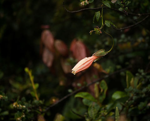 Passiflora colombiana, Colombia Starting our 2nd morning near La Cocha with a rare find. According to our guide Brayan, this is an extremely rare plant.  I tried to validate this claim and found the following:

It was first described by L.K. Escobar in 1982, and it seems he also reported it in 1986. 
http://www.theplantlist.org/tpl1.1/record/tro-24201202
http://www.ipni.org/ipni/idPlantNameSearch.do?id=282177-2

Reports seem restricted solely to the Nariño department of Colombia (where this photo was also taken). Online citizen reports (pictures)...only a single one I can find on the web, and it's taken by Brayan :)
https://www.flickr.com/photos/129392105@N02/35335103413

So I shall hereby post two photos, and become the world leader in photo contributions for this species. I expect people will now start holding open doors for me. Geotag removed to not help poachers too much.
https://www.jungledragon.com/image/76120/passiflora_colombiana_-_front_view_colombia.html Colombia,Colombia 2018,Colombia South,Fall,Geotagged,La Cocha,Passiflora colombiana,South America