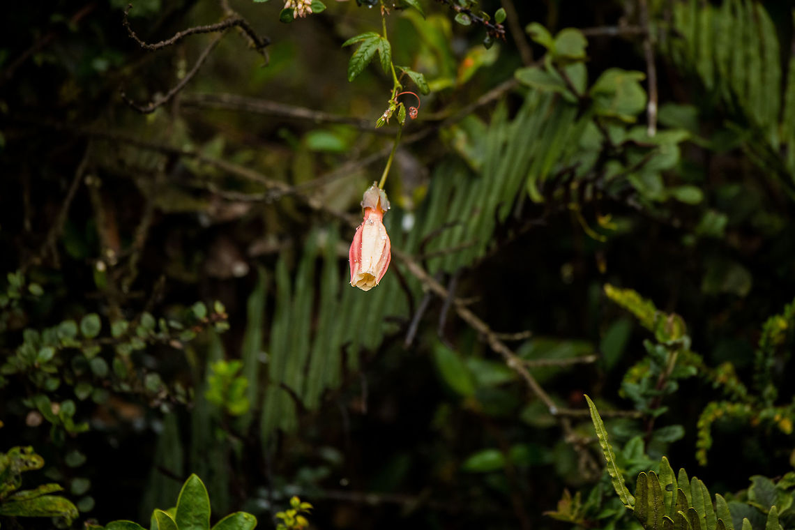 Passiflora colombiana - front view, Colombia Starting our 2nd morning near La Cocha with a rare find. According to our guide Brayan, this is an extremely rare plant.  I tried to validate this claim and found the following:<br />
<br />
It was first described by L.K. Escobar in 1982, and it seems he also reported it in 1986. <br />
<a href="http://www.theplantlist.org/tpl1.1/record/tro-24201202" rel="nofollow">http://www.theplantlist.org/tpl1.1/record/tro-24201202</a><br />
<a href="http://www.ipni.org/ipni/idPlantNameSearch.do?id=282177-2" rel="nofollow">http://www.ipni.org/ipni/idPlantNameSearch.do?id=282177-2</a><br />
<br />
Reports seem restricted solely to the Nari&ntilde;o department of Colombia (where this photo was also taken). Online citizen reports (pictures)...only a single one I can find on the web, and it's taken by Brayan :)<br />
<a href="https://www.flickr.com/photos/129392105@N02/35335103413" rel="nofollow">https://www.flickr.com/photos/129392105@N02/35335103413</a><br />
<br />
So I shall hereby post two photos, and become the world leader in photo contributions for this species. I expect people will now start holding open doors for me. Geotag removed to not help poachers too much.<br />
<figure class="photo"><a href="https://www.jungledragon.com/image/76119/passiflora_colombiana_colombia.html" title="Passiflora colombiana, Colombia"><img src="https://s3.amazonaws.com/media.jungledragon.com/images/2/76119_thumb.jpg?AWSAccessKeyId=05GMT0V3GWVNE7GGM1R2&Expires=1770854410&Signature=RSOwMV1tL%2BExOGQXghh%2BojffKRI%3D" width="200" height="162" alt="Passiflora colombiana, Colombia Starting our 2nd morning near La Cocha with a rare find. According to our guide Brayan, this is an extremely rare plant.  I tried to validate this claim and found the following:<br />
<br />
It was first described by L.K. Escobar in 1982, and it seems he also reported it in 1986. <br />
http://www.theplantlist.org/tpl1.1/record/tro-24201202<br />
http://www.ipni.org/ipni/idPlantNameSearch.do?id=282177-2<br />
<br />
Reports seem restricted solely to the Nari&ntilde;o department of Colombia (where this photo was also taken). Online citizen reports (pictures)...only a single one I can find on the web, and it's taken by Brayan :)<br />
https://www.flickr.com/photos/129392105@N02/35335103413<br />
<br />
So I shall hereby post two photos, and become the world leader in photo contributions for this species. I expect people will now start holding open doors for me. Geotag removed to not help poachers too much.<br />
https://www.jungledragon.com/image/76120/passiflora_colombiana_-_front_view_colombia.html Colombia,Colombia 2018,Colombia South,Fall,Geotagged,La Cocha,Passiflora colombiana,South America" /></a></figure> Colombia,Colombia 2018,Colombia South,Fall,Geotagged,La Cocha,Passiflora colombiana,South America