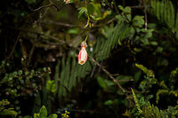 Passiflora colombiana - front view, Colombia Starting our 2nd morning near La Cocha with a rare find. According to our guide Brayan, this is an extremely rare plant.  I tried to validate this claim and found the following:<br />
<br />
It was first described by L.K. Escobar in 1982, and it seems he also reported it in 1986. <br />
http://www.theplantlist.org/tpl1.1/record/tro-24201202<br />
http://www.ipni.org/ipni/idPlantNameSearch.do?id=282177-2<br />
<br />
Reports seem restricted solely to the Nari&ntilde;o department of Colombia (where this photo was also taken). Online citizen reports (pictures)...only a single one I can find on the web, and it's taken by Brayan :)<br />
https://www.flickr.com/photos/129392105@N02/35335103413<br />
<br />
So I shall hereby post two photos, and become the world leader in photo contributions for this species. I expect people will now start holding open doors for me. Geotag removed to not help poachers too much.<br />
https://www.jungledragon.com/image/76119/passiflora_colombiana_colombia.html Colombia,Colombia 2018,Colombia South,Fall,Geotagged,La Cocha,Passiflora colombiana,South America