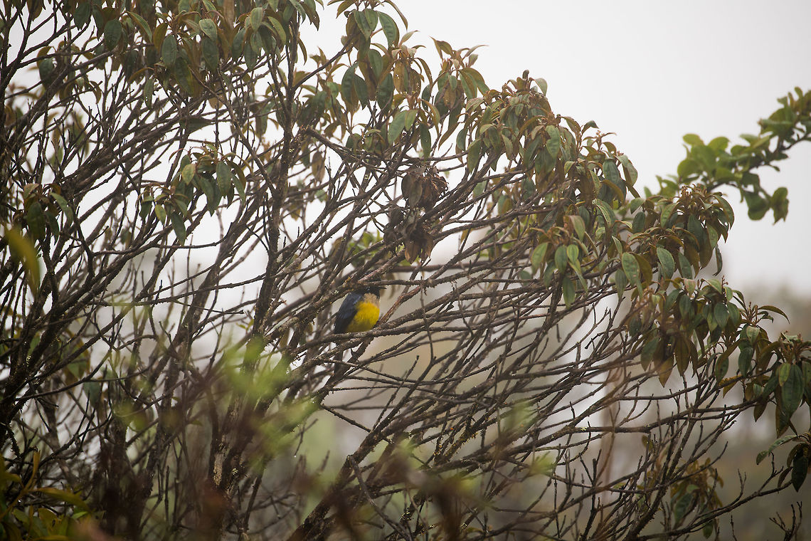 Buff-breasted mountain tanager, La Cocha, Colombia Our 2nd morning in the P&aacute;ramo started cold and foggy. Rather than going for target birds, we roamed around to capture anything interesting. Sorry for the obstructed shot, I don't have a better one.<br />
<br />
This is likely the taeniate sub species, which occurs in South Colombia only. It occurs between 2,200m and 3,400m. This bird is heard more often than seen. When hearing it, it goes like ziuuu-ziuu :) Buff-breasted mountain tanager,Colombia,Colombia 2018,Colombia South,Dubusia taeniata,Fall,Geotagged,La Cocha,P&aacute;ramo,South America