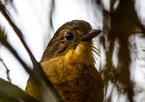 Tawny Antpitta - portrait, La Cocha, Colombia Antpittas are notoriously hard to find, let alone photograph. This species, however, is described as an exception. It is relatively easy to spot, as it often leaves its cover. 

That's what the book says. This particular individual wasn't in the mood though, and incredibly stubborn. We very easily located it based on its highly repetitive, super loud call. The call is 3 sharp whistles, followed by 2 more. We couldn't see it at all but following the loud sound we soon located the thick bushes it was in. 

The bushes were so thick though that we could not even see a fragment of the bird. We circled the bush a few times to find an angle, and failed. We tried to wait, but it wouldn't go anywhere. We tried to move aside a few of the hard thick branches but it still wouldn't trigger the bird to move. It knew it was safe sitting in the middle of this impenetrable vegetation. All this while it kept loudly calling the same song, undisturbed.

Our guide then gently poked a walking stick towards the middle of the bushes, in an attempt to trigger the bird to move. We heard it move by like 2 inches, after which it continued its call. 

I circled the bush once more, looking for an opening, and finally saw the silhouette of the bird. I had to move aside some thick branches with the tele lens to finally get some of it in view. This whole ritual took close to an hour, but that made it worthwhile, I will never forget this bird with a character.
https://www.jungledragon.com/image/76155/tawny_antpitta_la_cocha_colombia.html
https://www.jungledragon.com/image/76154/tawny_antpitta_-_side_view_la_cocha_colombia.html
https://www.jungledragon.com/image/76156/tawny_antpitta_-_calling_la_cocha_colombia.html Colombia,Colombia 2018,Colombia South,Fall,Geotagged,Grallaria quitensis,La Cocha,P&aacute;ramo,South America,Tawny antpitta