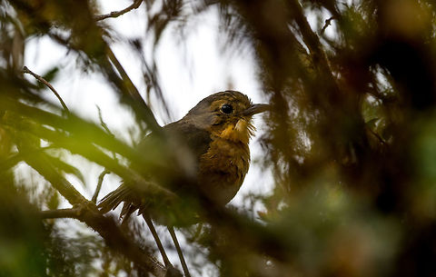 Tawny Antpitta - side view, La Cocha, Colombia Antpittas are notoriously hard to find, let alone photograph. This species, however, is described as an exception. It is relatively easy to spot, as it often leaves its cover. 

That's what the book says. This particular individual wasn't in the mood though, and incredibly stubborn. We very easily located it based on its highly repetitive, super loud call. The call is 3 sharp whistles, followed by 2 more. We couldn't see it at all but following the loud sound we soon located the thick bushes it was in. 

The bushes were so thick though that we could not even see a fragment of the bird. We circled the bush a few times to find an angle, and failed. We tried to wait, but it wouldn't go anywhere. We tried to move aside a few of the hard thick branches but it still wouldn't trigger the bird to move. It knew it was safe sitting in the middle of this impenetrable vegetation. All this while it kept loudly calling the same song, undisturbed.

Our guide then gently poked a walking stick towards the middle of the bushes, in an attempt to trigger the bird to move. We heard it move by like 2 inches, after which it continued its call. 

I circled the bush once more, looking for an opening, and finally saw the silhouette of the bird. I had to move aside some thick branches with the tele lens to finally get some of it in view. This whole ritual took close to an hour, but that made it worthwhile, I will never forget this bird with a character.
https://www.jungledragon.com/image/76155/tawny_antpitta_la_cocha_colombia.html
https://www.jungledragon.com/image/76156/tawny_antpitta_-_calling_la_cocha_colombia.html
https://www.jungledragon.com/image/76153/tawny_antpitta_-_portrait_la_cocha_colombia.html Colombia,Colombia 2018,Colombia South,Fall,Geotagged,Grallaria quitensis,La Cocha,Páramo,South America,Tawny antpitta