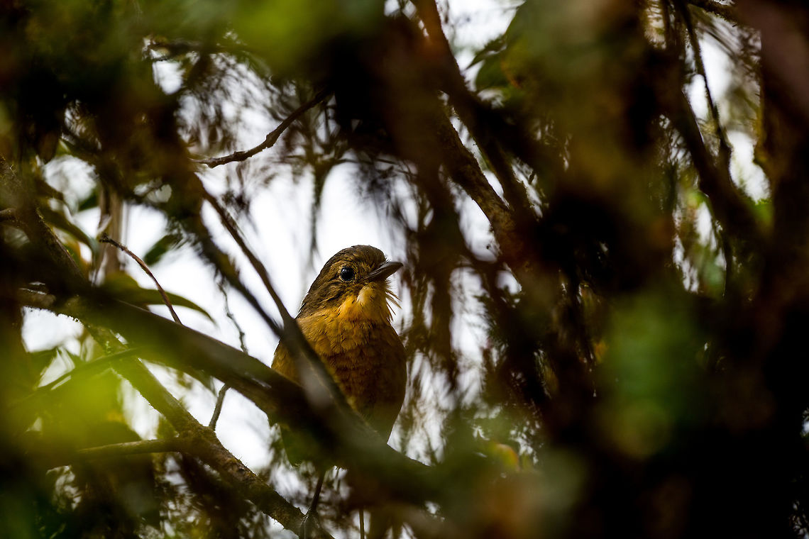 Tawny Antpitta, La Cocha, Colombia Antpittas are notoriously hard to find, let alone photograph. This species, however, is described as an exception. It is relatively easy to spot, as it often leaves its cover. <br />
<br />
That's what the book says. This particular individual wasn't in the mood though, and incredibly stubborn. We very easily located it based on its highly repetitive, super loud call. The call is 3 sharp whistles, followed by 2 more. We couldn't see it at all but following the loud sound we soon located the thick bushes it was in. <br />
<br />
The bushes were so thick though that we could not even see a fragment of the bird. We circled the bush a few times to find an angle, and failed. We tried to wait, but it wouldn't go anywhere. We tried to move aside a few of the hard thick branches but it still wouldn't trigger the bird to move. It knew it was safe sitting in the middle of this impenetrable vegetation. All this while it kept loudly calling the same song, undisturbed.<br />
<br />
Our guide then gently poked a walking stick towards the middle of the bushes, in an attempt to trigger the bird to move. We heard it move by like 2 inches, after which it continued its call. <br />
<br />
I circled the bush once more, looking for an opening, and finally saw the silhouette of the bird. I had to move aside some thick branches with the tele lens to finally get some of it in view. This whole ritual took close to an hour, but that made it worthwhile, I will never forget this bird with a character.<br />
<figure class="photo"><a href="https://www.jungledragon.com/image/76154/tawny_antpitta_-_side_view_la_cocha_colombia.html" title="Tawny Antpitta - side view, La Cocha, Colombia"><img src="https://s3.amazonaws.com/media.jungledragon.com/images/2/76154_thumb.jpg?AWSAccessKeyId=05GMT0V3GWVNE7GGM1R2&Expires=1770854410&Signature=5Q6vF4SZZL9NFNZSLMR%2Be2zInVY%3D" width="200" height="128" alt="Tawny Antpitta - side view, La Cocha, Colombia Antpittas are notoriously hard to find, let alone photograph. This species, however, is described as an exception. It is relatively easy to spot, as it often leaves its cover. <br />
<br />
That's what the book says. This particular individual wasn't in the mood though, and incredibly stubborn. We very easily located it based on its highly repetitive, super loud call. The call is 3 sharp whistles, followed by 2 more. We couldn't see it at all but following the loud sound we soon located the thick bushes it was in. <br />
<br />
The bushes were so thick though that we could not even see a fragment of the bird. We circled the bush a few times to find an angle, and failed. We tried to wait, but it wouldn't go anywhere. We tried to move aside a few of the hard thick branches but it still wouldn't trigger the bird to move. It knew it was safe sitting in the middle of this impenetrable vegetation. All this while it kept loudly calling the same song, undisturbed.<br />
<br />
Our guide then gently poked a walking stick towards the middle of the bushes, in an attempt to trigger the bird to move. We heard it move by like 2 inches, after which it continued its call. <br />
<br />
I circled the bush once more, looking for an opening, and finally saw the silhouette of the bird. I had to move aside some thick branches with the tele lens to finally get some of it in view. This whole ritual took close to an hour, but that made it worthwhile, I will never forget this bird with a character.<br />
https://www.jungledragon.com/image/76155/tawny_antpitta_la_cocha_colombia.html<br />
https://www.jungledragon.com/image/76156/tawny_antpitta_-_calling_la_cocha_colombia.html<br />
https://www.jungledragon.com/image/76153/tawny_antpitta_-_portrait_la_cocha_colombia.html Colombia,Colombia 2018,Colombia South,Fall,Geotagged,Grallaria quitensis,La Cocha,P&aacute;ramo,South America,Tawny antpitta" /></a></figure><br />
<figure class="photo"><a href="https://www.jungledragon.com/image/76156/tawny_antpitta_-_calling_la_cocha_colombia.html" title="Tawny Antpitta - calling, La Cocha, Colombia"><img src="https://s3.amazonaws.com/media.jungledragon.com/images/2/76156_thumb.jpg?AWSAccessKeyId=05GMT0V3GWVNE7GGM1R2&Expires=1770854410&Signature=kMrLcSGqGsC9guNZ0P8xjO48JIE%3D" width="200" height="134" alt="Tawny Antpitta - calling, La Cocha, Colombia Antpittas are notoriously hard to find, let alone photograph. This species, however, is described as an exception. It is relatively easy to spot, as it often leaves its cover. <br />
<br />
That's what the book says. This particular individual wasn't in the mood though, and incredibly stubborn. We very easily located it based on its highly repetitive, super loud call. The call is 3 sharp whistles, followed by 2 more. We couldn't see it at all but following the loud sound we soon located the thick bushes it was in. <br />
<br />
The bushes were so thick though that we could not even see a fragment of the bird. We circled the bush a few times to find an angle, and failed. We tried to wait, but it wouldn't go anywhere. We tried to move aside a few of the hard thick branches but it still wouldn't trigger the bird to move. It knew it was safe sitting in the middle of this impenetrable vegetation. All this while it kept loudly calling the same song, undisturbed.<br />
<br />
Our guide then gently poked a walking stick towards the middle of the bushes, in an attempt to trigger the bird to move. We heard it move by like 2 inches, after which it continued its call. <br />
<br />
I circled the bush once more, looking for an opening, and finally saw the silhouette of the bird. I had to move aside some thick branches with the tele lens to finally get some of it in view. This whole ritual took close to an hour, but that made it worthwhile, I will never forget this bird with a character.<br />
https://www.jungledragon.com/image/76155/tawny_antpitta_la_cocha_colombia.html<br />
https://www.jungledragon.com/image/76154/tawny_antpitta_-_side_view_la_cocha_colombia.html<br />
https://www.jungledragon.com/image/76153/tawny_antpitta_-_portrait_la_cocha_colombia.html Colombia,Colombia 2018,Colombia South,Fall,Geotagged,Grallaria quitensis,La Cocha,P&aacute;ramo,South America,Tawny antpitta" /></a></figure><br />
<figure class="photo"><a href="https://www.jungledragon.com/image/76153/tawny_antpitta_-_portrait_la_cocha_colombia.html" title="Tawny Antpitta - portrait, La Cocha, Colombia"><img src="https://s3.amazonaws.com/media.jungledragon.com/images/2/76153_thumb.jpg?AWSAccessKeyId=05GMT0V3GWVNE7GGM1R2&Expires=1770854410&Signature=Pt6sAO7cyJwHJNgBoORoGxKMyRg%3D" width="200" height="140" alt="Tawny Antpitta - portrait, La Cocha, Colombia Antpittas are notoriously hard to find, let alone photograph. This species, however, is described as an exception. It is relatively easy to spot, as it often leaves its cover. <br />
<br />
That's what the book says. This particular individual wasn't in the mood though, and incredibly stubborn. We very easily located it based on its highly repetitive, super loud call. The call is 3 sharp whistles, followed by 2 more. We couldn't see it at all but following the loud sound we soon located the thick bushes it was in. <br />
<br />
The bushes were so thick though that we could not even see a fragment of the bird. We circled the bush a few times to find an angle, and failed. We tried to wait, but it wouldn't go anywhere. We tried to move aside a few of the hard thick branches but it still wouldn't trigger the bird to move. It knew it was safe sitting in the middle of this impenetrable vegetation. All this while it kept loudly calling the same song, undisturbed.<br />
<br />
Our guide then gently poked a walking stick towards the middle of the bushes, in an attempt to trigger the bird to move. We heard it move by like 2 inches, after which it continued its call. <br />
<br />
I circled the bush once more, looking for an opening, and finally saw the silhouette of the bird. I had to move aside some thick branches with the tele lens to finally get some of it in view. This whole ritual took close to an hour, but that made it worthwhile, I will never forget this bird with a character.<br />
https://www.jungledragon.com/image/76155/tawny_antpitta_la_cocha_colombia.html<br />
https://www.jungledragon.com/image/76154/tawny_antpitta_-_side_view_la_cocha_colombia.html<br />
https://www.jungledragon.com/image/76156/tawny_antpitta_-_calling_la_cocha_colombia.html Colombia,Colombia 2018,Colombia South,Fall,Geotagged,Grallaria quitensis,La Cocha,P&aacute;ramo,South America,Tawny antpitta" /></a></figure> Colombia,Colombia 2018,Colombia South,Fall,Geotagged,Grallaria quitensis,La Cocha,P&aacute;ramo,South America,Tawny antpitta