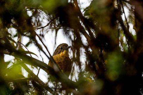 Tawny Antpitta, La Cocha, Colombia Antpittas are notoriously hard to find, let alone photograph. This species, however, is described as an exception. It is relatively easy to spot, as it often leaves its cover. 

That's what the book says. This particular individual wasn't in the mood though, and incredibly stubborn. We very easily located it based on its highly repetitive, super loud call. The call is 3 sharp whistles, followed by 2 more. We couldn't see it at all but following the loud sound we soon located the thick bushes it was in. 

The bushes were so thick though that we could not even see a fragment of the bird. We circled the bush a few times to find an angle, and failed. We tried to wait, but it wouldn't go anywhere. We tried to move aside a few of the hard thick branches but it still wouldn't trigger the bird to move. It knew it was safe sitting in the middle of this impenetrable vegetation. All this while it kept loudly calling the same song, undisturbed.

Our guide then gently poked a walking stick towards the middle of the bushes, in an attempt to trigger the bird to move. We heard it move by like 2 inches, after which it continued its call. 

I circled the bush once more, looking for an opening, and finally saw the silhouette of the bird. I had to move aside some thick branches with the tele lens to finally get some of it in view. This whole ritual took close to an hour, but that made it worthwhile, I will never forget this bird with a character.
https://www.jungledragon.com/image/76154/tawny_antpitta_-_side_view_la_cocha_colombia.html
https://www.jungledragon.com/image/76156/tawny_antpitta_-_calling_la_cocha_colombia.html
https://www.jungledragon.com/image/76153/tawny_antpitta_-_portrait_la_cocha_colombia.html Colombia,Colombia 2018,Colombia South,Fall,Geotagged,Grallaria quitensis,La Cocha,P&aacute;ramo,South America,Tawny antpitta