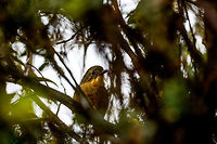Tawny Antpitta, La Cocha, Colombia Antpittas are notoriously hard to find, let alone photograph. This species, however, is described as an exception. It is relatively easy to spot, as it often leaves its cover. <br />
<br />
That's what the book says. This particular individual wasn't in the mood though, and incredibly stubborn. We very easily located it based on its highly repetitive, super loud call. The call is 3 sharp whistles, followed by 2 more. We couldn't see it at all but following the loud sound we soon located the thick bushes it was in. <br />
<br />
The bushes were so thick though that we could not even see a fragment of the bird. We circled the bush a few times to find an angle, and failed. We tried to wait, but it wouldn't go anywhere. We tried to move aside a few of the hard thick branches but it still wouldn't trigger the bird to move. It knew it was safe sitting in the middle of this impenetrable vegetation. All this while it kept loudly calling the same song, undisturbed.<br />
<br />
Our guide then gently poked a walking stick towards the middle of the bushes, in an attempt to trigger the bird to move. We heard it move by like 2 inches, after which it continued its call. <br />
<br />
I circled the bush once more, looking for an opening, and finally saw the silhouette of the bird. I had to move aside some thick branches with the tele lens to finally get some of it in view. This whole ritual took close to an hour, but that made it worthwhile, I will never forget this bird with a character.<br />
https://www.jungledragon.com/image/76154/tawny_antpitta_-_side_view_la_cocha_colombia.html<br />
https://www.jungledragon.com/image/76156/tawny_antpitta_-_calling_la_cocha_colombia.html<br />
https://www.jungledragon.com/image/76153/tawny_antpitta_-_portrait_la_cocha_colombia.html Colombia,Colombia 2018,Colombia South,Fall,Geotagged,Grallaria quitensis,La Cocha,Páramo,South America,Tawny antpitta