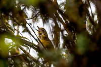 Tawny Antpitta - calling, La Cocha, Colombia Antpittas are notoriously hard to find, let alone photograph. This species, however, is described as an exception. It is relatively easy to spot, as it often leaves its cover. <br />
<br />
That's what the book says. This particular individual wasn't in the mood though, and incredibly stubborn. We very easily located it based on its highly repetitive, super loud call. The call is 3 sharp whistles, followed by 2 more. We couldn't see it at all but following the loud sound we soon located the thick bushes it was in. <br />
<br />
The bushes were so thick though that we could not even see a fragment of the bird. We circled the bush a few times to find an angle, and failed. We tried to wait, but it wouldn't go anywhere. We tried to move aside a few of the hard thick branches but it still wouldn't trigger the bird to move. It knew it was safe sitting in the middle of this impenetrable vegetation. All this while it kept loudly calling the same song, undisturbed.<br />
<br />
Our guide then gently poked a walking stick towards the middle of the bushes, in an attempt to trigger the bird to move. We heard it move by like 2 inches, after which it continued its call. <br />
<br />
I circled the bush once more, looking for an opening, and finally saw the silhouette of the bird. I had to move aside some thick branches with the tele lens to finally get some of it in view. This whole ritual took close to an hour, but that made it worthwhile, I will never forget this bird with a character.<br />
https://www.jungledragon.com/image/76155/tawny_antpitta_la_cocha_colombia.html<br />
https://www.jungledragon.com/image/76154/tawny_antpitta_-_side_view_la_cocha_colombia.html<br />
https://www.jungledragon.com/image/76153/tawny_antpitta_-_portrait_la_cocha_colombia.html Colombia,Colombia 2018,Colombia South,Fall,Geotagged,Grallaria quitensis,La Cocha,P&aacute;ramo,South America,Tawny antpitta