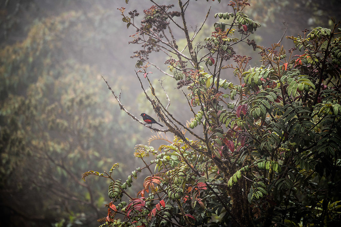 Scarlet-bellied mountain tanager - perched II, La Cocha, Colombia Easy to recognize as it is the only red Mountain Tanager. This bird occurs between 2,200m and 3,400m, here found at about 3,200m. It is locally common in open areas of the Páramo. It was very misty so the shots are a little vague, sorry.<br />
<figure class="photo"><a href="https://www.jungledragon.com/image/76160/scarlet-bellied_mountain_tanager_la_cocha_colombia.html" title="Scarlet-bellied mountain tanager, La Cocha, Colombia"><img src="https://s3.amazonaws.com/media.jungledragon.com/images/2/76160_thumb.jpg?AWSAccessKeyId=05GMT0V3GWVNE7GGM1R2&Expires=1759968010&Signature=BgWNOGJKfTnYL8X1gZ1j%2FKkR8Ng%3D" width="200" height="134" alt="Scarlet-bellied mountain tanager, La Cocha, Colombia Easy to recognize as it is the only red Mountain Tanager. This bird occurs between 2,200m and 3,400m, here found at about 3,200m. It is locally common in open areas of the Páramo. It was very misty so the shots are a little vague, sorry.<br />
https://www.jungledragon.com/image/76158/scarlet-bellied_mountain_tanager_-_perched_ii_la_cocha_colombia.html<br />
https://www.jungledragon.com/image/76159/scarlet-bellied_mountain_tanager_-_perched_la_cocha_colombia.html<br />
<br />
Anisognathus igniventris,Colombia,Colombia 2018,Colombia South,Fall,Geotagged,La Cocha,Páramo,Scarlet-bellied mountain tanager,South America" /></a></figure><br />
<figure class="photo"><a href="https://www.jungledragon.com/image/76159/scarlet-bellied_mountain_tanager_-_perched_la_cocha_colombia.html" title="Scarlet-bellied mountain tanager - perched, La Cocha, Colombia"><img src="https://s3.amazonaws.com/media.jungledragon.com/images/2/76159_thumb.jpg?AWSAccessKeyId=05GMT0V3GWVNE7GGM1R2&Expires=1759968010&Signature=g50CvdVprzNRFJkRLrCXhf44wXM%3D" width="200" height="134" alt="Scarlet-bellied mountain tanager - perched, La Cocha, Colombia Easy to recognize as it is the only red Mountain Tanager. This bird occurs between 2,200m and 3,400m, here found at about 3,200m. It is locally common in open areas of the Páramo. It was very misty so the shots are a little vague, sorry.<br />
https://www.jungledragon.com/image/76160/scarlet-bellied_mountain_tanager_la_cocha_colombia.html<br />
https://www.jungledragon.com/image/76158/scarlet-bellied_mountain_tanager_-_perched_ii_la_cocha_colombia.html<br />
Anisognathus igniventris,Colombia,Colombia 2018,Colombia South,Fall,Geotagged,La Cocha,Páramo,Scarlet-bellied mountain tanager,South America" /></a></figure><br />
Anisognathus igniventris,Colombia,Colombia 2018,Colombia South,Fall,Geotagged,La Cocha,Páramo,Scarlet-bellied mountain tanager,South America