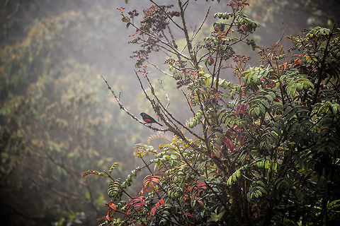 Scarlet-bellied mountain tanager - perched II, La Cocha, Colombia Easy to recognize as it is the only red Mountain Tanager. This bird occurs between 2,200m and 3,400m, here found at about 3,200m. It is locally common in open areas of the Páramo. It was very misty so the shots are a little vague, sorry.
https://www.jungledragon.com/image/76160/scarlet-bellied_mountain_tanager_la_cocha_colombia.html
https://www.jungledragon.com/image/76159/scarlet-bellied_mountain_tanager_-_perched_la_cocha_colombia.html
 Anisognathus igniventris,Colombia,Colombia 2018,Colombia South,Fall,Geotagged,La Cocha,Páramo,Scarlet-bellied mountain tanager,South America