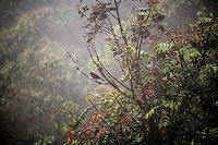 Scarlet-bellied mountain tanager - perched II, La Cocha, Colombia Easy to recognize as it is the only red Mountain Tanager. This bird occurs between 2,200m and 3,400m, here found at about 3,200m. It is locally common in open areas of the P&aacute;ramo. It was very misty so the shots are a little vague, sorry.<br />
https://www.jungledragon.com/image/76160/scarlet-bellied_mountain_tanager_la_cocha_colombia.html<br />
https://www.jungledragon.com/image/76159/scarlet-bellied_mountain_tanager_-_perched_la_cocha_colombia.html<br />
 Anisognathus igniventris,Colombia,Colombia 2018,Colombia South,Fall,Geotagged,La Cocha,P&aacute;ramo,Scarlet-bellied mountain tanager,South America