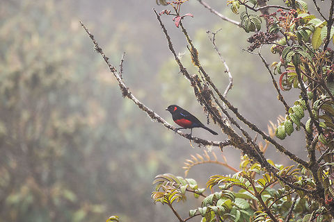 Scarlet-bellied mountain tanager - perched, La Cocha, Colombia Easy to recognize as it is the only red Mountain Tanager. This bird occurs between 2,200m and 3,400m, here found at about 3,200m. It is locally common in open areas of the Páramo. It was very misty so the shots are a little vague, sorry.
https://www.jungledragon.com/image/76160/scarlet-bellied_mountain_tanager_la_cocha_colombia.html
https://www.jungledragon.com/image/76158/scarlet-bellied_mountain_tanager_-_perched_ii_la_cocha_colombia.html
 Anisognathus igniventris,Colombia,Colombia 2018,Colombia South,Fall,Geotagged,La Cocha,Páramo,Scarlet-bellied mountain tanager,South America