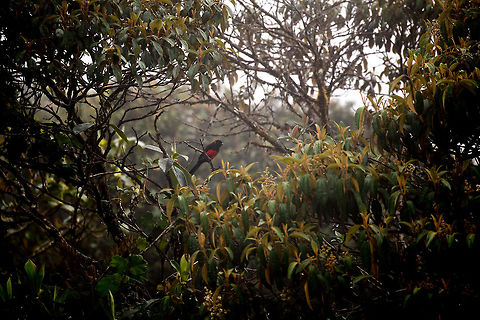 Scarlet-bellied mountain tanager, La Cocha, Colombia Easy to recognize as it is the only red Mountain Tanager. This bird occurs between 2,200m and 3,400m, here found at about 3,200m. It is locally common in open areas of the Páramo. It was very misty so the shots are a little vague, sorry.
https://www.jungledragon.com/image/76158/scarlet-bellied_mountain_tanager_-_perched_ii_la_cocha_colombia.html
https://www.jungledragon.com/image/76159/scarlet-bellied_mountain_tanager_-_perched_la_cocha_colombia.html

 Anisognathus igniventris,Colombia,Colombia 2018,Colombia South,Fall,Geotagged,La Cocha,Páramo,Scarlet-bellied mountain tanager,South America