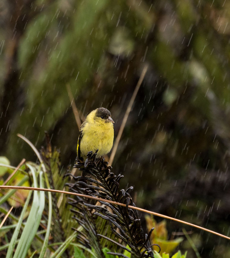 Andean siskin - facing rain II, La Cocha, Colombia A very small finch (some claim it to be the smallest finch) that was perched around some grasslands and did not seem to care much about the ice cold streaming rain hammering down on it (and ourselves). This is the adult male, which has a distinctive black cap. <br />
<figure class="photo"><a href="https://www.jungledragon.com/image/76163/andean_siskin_la_cocha_colombia.html" title="Andean siskin, La Cocha, Colombia"><img src="https://s3.amazonaws.com/media.jungledragon.com/images/2/76163_thumb.jpg?AWSAccessKeyId=05GMT0V3GWVNE7GGM1R2&Expires=1759968010&Signature=4QnQVLI53Wd0sF1vET%2BB68o8UNs%3D" width="200" height="134" alt="Andean siskin, La Cocha, Colombia A very small finch (some claim it to be the smallest finch) that was perched around some grasslands and did not seem to care much about the ice cold streaming rain hammering down on it (and ourselves). This is the adult male, which has a distinctive black cap. <br />
https://www.jungledragon.com/image/76162/andean_siskin_-_facing_rain_la_cocha_colombia.html<br />
https://www.jungledragon.com/image/76161/andean_siskin_-_facing_rain_ii_la_cocha_colombia.html Andean siskin,Colombia,Colombia 2018,Colombia South,Fall,Geotagged,La Cocha,P&aacute;ramo,South America,Spinus spinescens" /></a></figure><br />
<figure class="photo"><a href="https://www.jungledragon.com/image/76162/andean_siskin_-_facing_rain_la_cocha_colombia.html" title="Andean siskin - facing rain, La Cocha, Colombia"><img src="https://s3.amazonaws.com/media.jungledragon.com/images/2/76162_thumb.jpg?AWSAccessKeyId=05GMT0V3GWVNE7GGM1R2&Expires=1759968010&Signature=AUH4xKi2iSM5o4R%2FUlF1swio11I%3D" width="200" height="134" alt="Andean siskin - facing rain, La Cocha, Colombia A very small finch (some claim it to be the smallest finch) that was perched around some grasslands and did not seem to care much about the ice cold streaming rain hammering down on it (and ourselves). This is the adult male, which has a distinctive black cap. <br />
https://www.jungledragon.com/image/76163/andean_siskin_la_cocha_colombia.html<br />
https://www.jungledragon.com/image/76161/andean_siskin_-_facing_rain_ii_la_cocha_colombia.html Andean siskin,Colombia,Colombia 2018,Colombia South,Fall,Geotagged,La Cocha,P&aacute;ramo,South America,Spinus spinescens" /></a></figure> Andean siskin,Colombia,Colombia 2018,Colombia South,Fall,Geotagged,La Cocha,Páramo,South America,Spinus spinescens