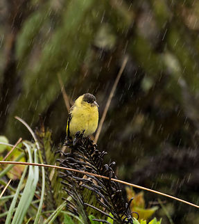 Andean siskin - facing rain II, La Cocha, Colombia A very small finch (some claim it to be the smallest finch) that was perched around some grasslands and did not seem to care much about the ice cold streaming rain hammering down on it (and ourselves). This is the adult male, which has a distinctive black cap. 
https://www.jungledragon.com/image/76163/andean_siskin_la_cocha_colombia.html
https://www.jungledragon.com/image/76162/andean_siskin_-_facing_rain_la_cocha_colombia.html Andean siskin,Colombia,Colombia 2018,Colombia South,Fall,Geotagged,La Cocha,P&aacute;ramo,South America,Spinus spinescens