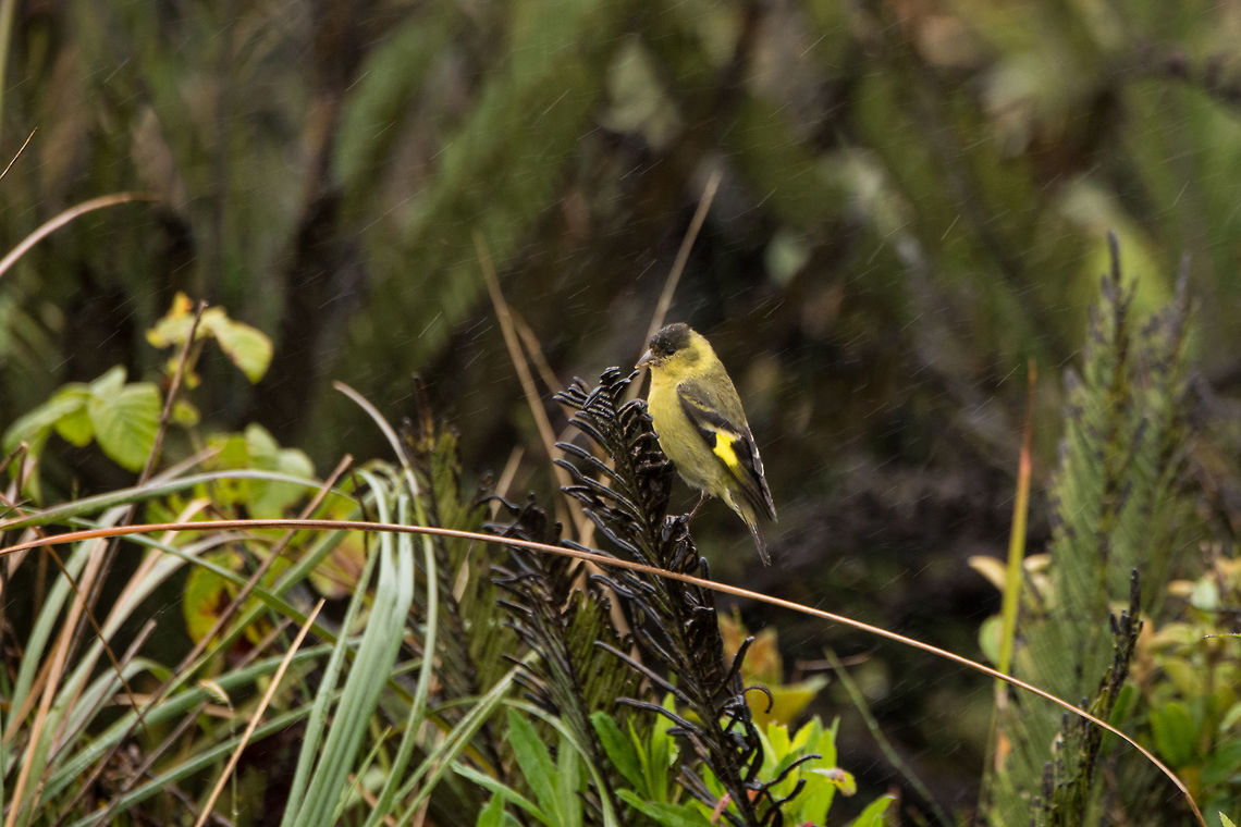 Andean siskin - facing rain, La Cocha, Colombia A very small finch (some claim it to be the smallest finch) that was perched around some grasslands and did not seem to care much about the ice cold streaming rain hammering down on it (and ourselves). This is the adult male, which has a distinctive black cap. <br />
<figure class="photo"><a href="https://www.jungledragon.com/image/76163/andean_siskin_la_cocha_colombia.html" title="Andean siskin, La Cocha, Colombia"><img src="https://s3.amazonaws.com/media.jungledragon.com/images/2/76163_thumb.jpg?AWSAccessKeyId=05GMT0V3GWVNE7GGM1R2&Expires=1770854410&Signature=TaYd2wD6AfO%2BIQPfakaT1UXksSI%3D" width="200" height="134" alt="Andean siskin, La Cocha, Colombia A very small finch (some claim it to be the smallest finch) that was perched around some grasslands and did not seem to care much about the ice cold streaming rain hammering down on it (and ourselves). This is the adult male, which has a distinctive black cap. <br />
https://www.jungledragon.com/image/76162/andean_siskin_-_facing_rain_la_cocha_colombia.html<br />
https://www.jungledragon.com/image/76161/andean_siskin_-_facing_rain_ii_la_cocha_colombia.html Andean siskin,Colombia,Colombia 2018,Colombia South,Fall,Geotagged,La Cocha,P&aacute;ramo,South America,Spinus spinescens" /></a></figure><br />
<figure class="photo"><a href="https://www.jungledragon.com/image/76161/andean_siskin_-_facing_rain_ii_la_cocha_colombia.html" title="Andean siskin - facing rain II, La Cocha, Colombia"><img src="https://s3.amazonaws.com/media.jungledragon.com/images/2/76161_thumb.jpg?AWSAccessKeyId=05GMT0V3GWVNE7GGM1R2&Expires=1770854410&Signature=q773EJCJwtiBceyKQ0snbjcrATk%3D" width="136" height="152" alt="Andean siskin - facing rain II, La Cocha, Colombia A very small finch (some claim it to be the smallest finch) that was perched around some grasslands and did not seem to care much about the ice cold streaming rain hammering down on it (and ourselves). This is the adult male, which has a distinctive black cap. <br />
https://www.jungledragon.com/image/76163/andean_siskin_la_cocha_colombia.html<br />
https://www.jungledragon.com/image/76162/andean_siskin_-_facing_rain_la_cocha_colombia.html Andean siskin,Colombia,Colombia 2018,Colombia South,Fall,Geotagged,La Cocha,P&aacute;ramo,South America,Spinus spinescens" /></a></figure> Andean siskin,Colombia,Colombia 2018,Colombia South,Fall,Geotagged,La Cocha,P&aacute;ramo,South America,Spinus spinescens