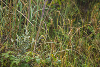 Andean siskin, La Cocha, Colombia A very small finch (some claim it to be the smallest finch) that was perched around some grasslands and did not seem to care much about the ice cold streaming rain hammering down on it (and ourselves). This is the adult male, which has a distinctive black cap. <br />
https://www.jungledragon.com/image/76162/andean_siskin_-_facing_rain_la_cocha_colombia.html<br />
https://www.jungledragon.com/image/76161/andean_siskin_-_facing_rain_ii_la_cocha_colombia.html Andean siskin,Colombia,Colombia 2018,Colombia South,Fall,Geotagged,La Cocha,Páramo,South America,Spinus spinescens