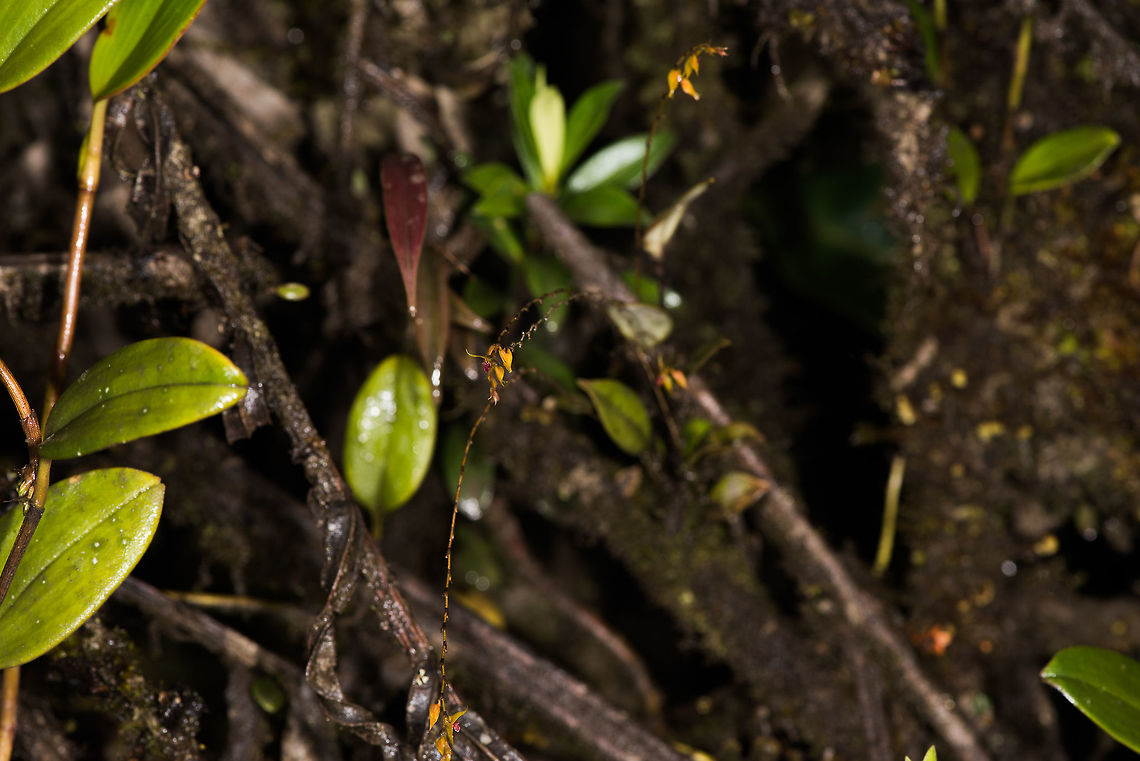 How small is a miniature orchid? The topic of how small a miniature orchid flower is (such as lepanthes sp.) came up a few times, so I figured to dedicate this somewhat failed shot to show some perspective. The muddy diagonal brown tig at the left of the frame is about the size of a human index finger. In this scene are 4 miniature orchid flowers, of which 2 are in focus. They are orange/pink.<br />
<br />
Surely you'll be able to find them, knowing they are there, but I hope this illustrates how easy to miss they are.<br />
<br />
Tips on how to find them:<br />
1. Be sure to be logged in<br />
2. Click the photo itself to open it in full screen mode<br />
3. Click "load original" in the top right, and wait for the hires version to load<br />
4. Pan and zoom around using your mousewheel Colombia,Colombia 2018,Colombia South,La Cocha,Lepanthes biloba,P&aacute;ramo,South America,The Two Lobed Lepanthes